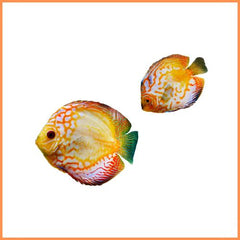 Breed assortiment aquarium benodigdheden kopen bij Dierenspeeltuin.nl