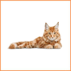 Katten & poezen producten kopen