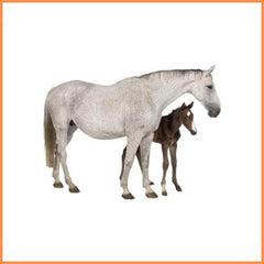 Ruitersport - Dierenspeeltuin