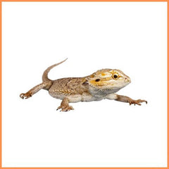 Terrarium - Dierenspeeltuin