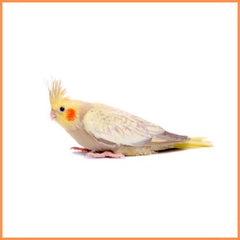 Verschillende vogelbenodigdheden kopen bij Dierenspeeltuin.nl