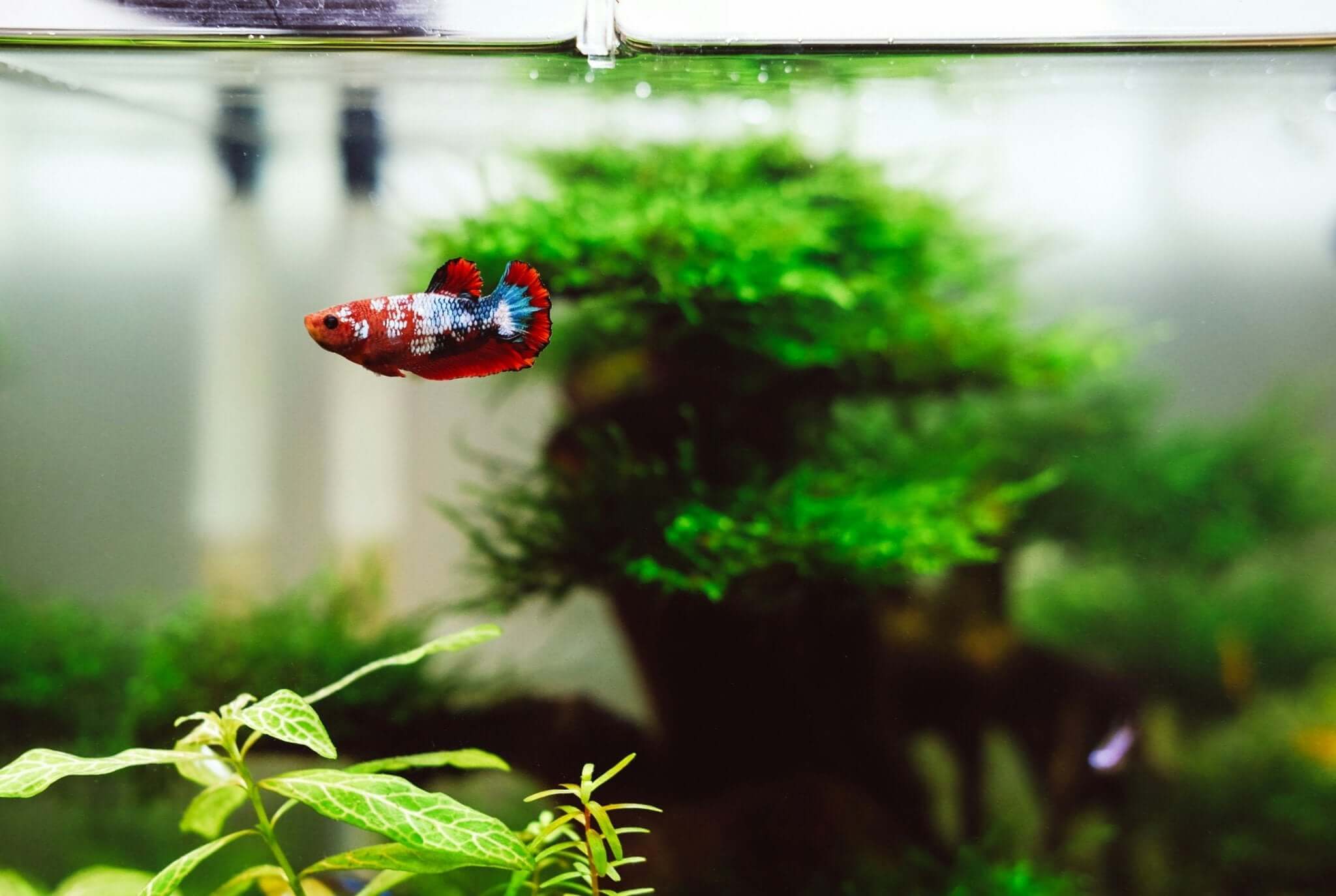 10 Populaire Aquariumplanten voor Beginners - Dierenspeeltuin