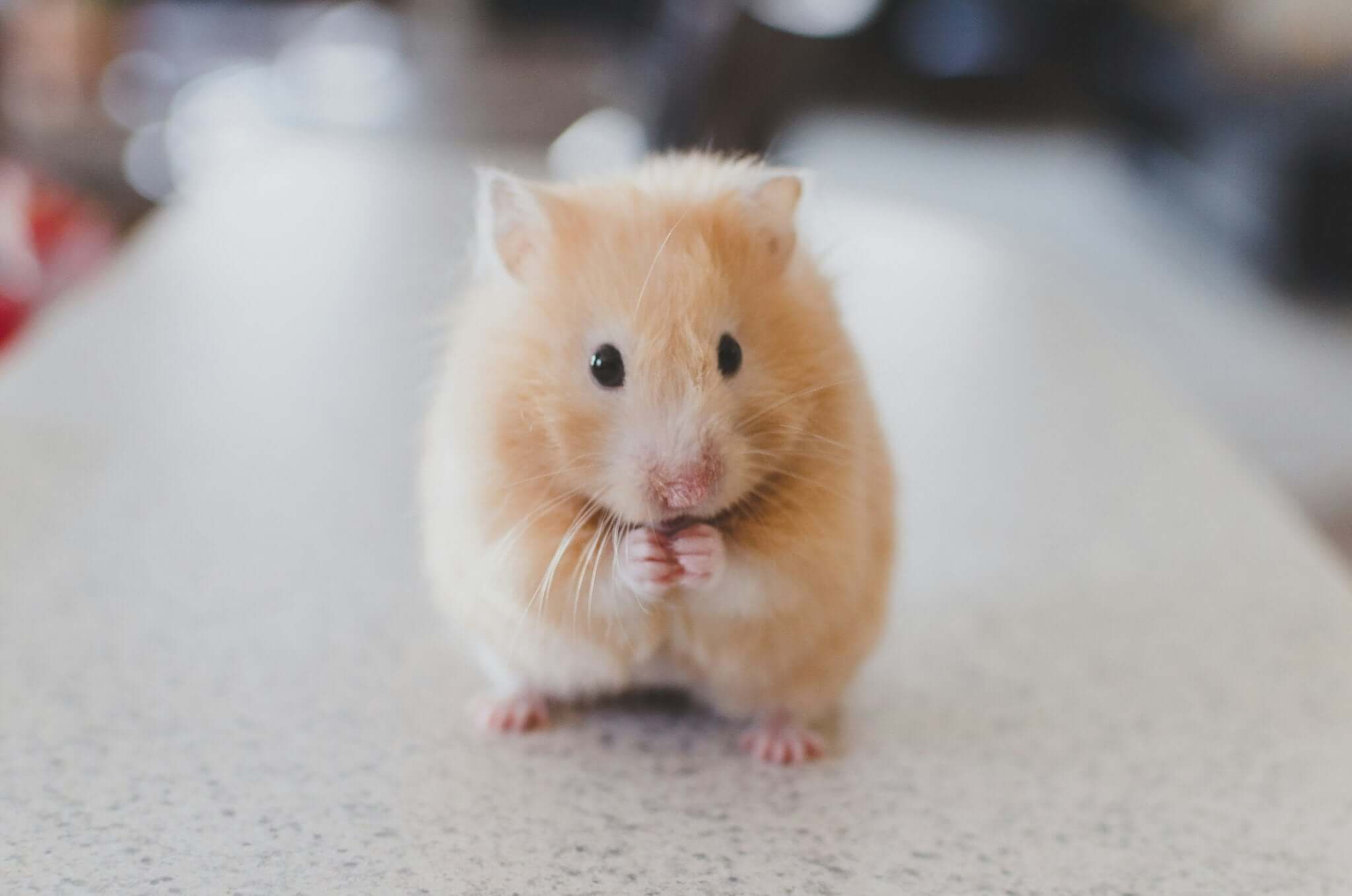 Essentiële Verzorgingstips voor Kleine Huisdieren - Dierenspeeltuin