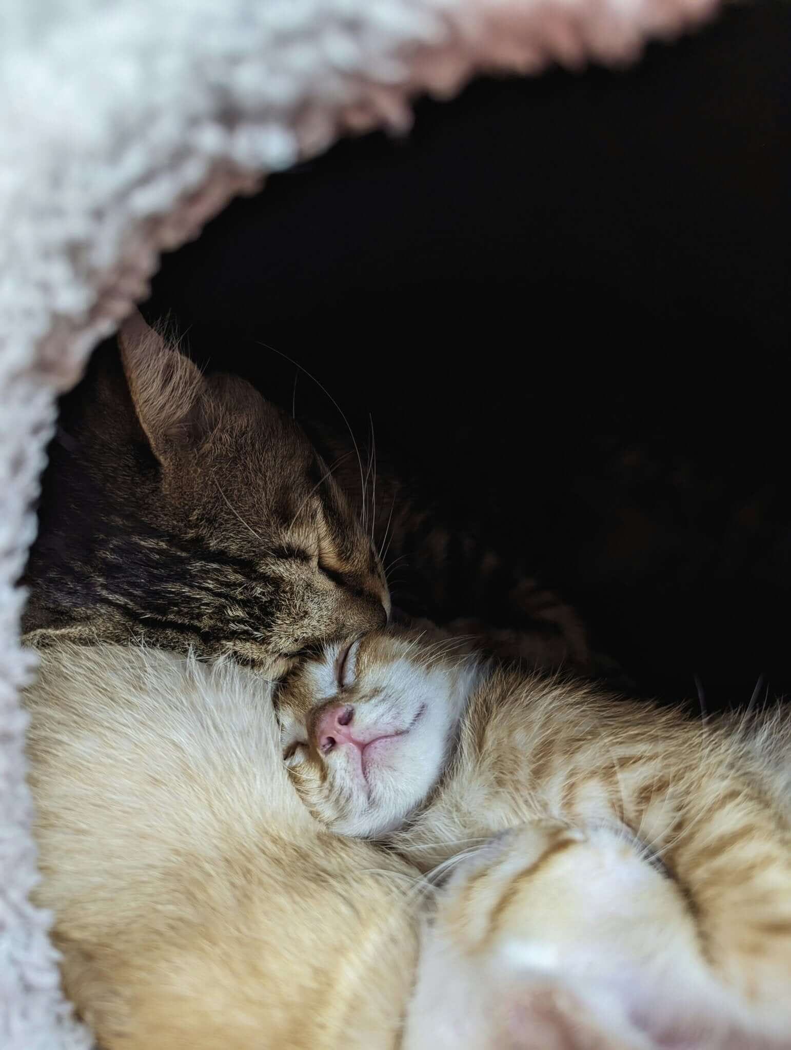 Tips voor het Introduceren van een Nieuwe Kat aan een Bestaande Kattenfamilie - Dierenspeeltuin