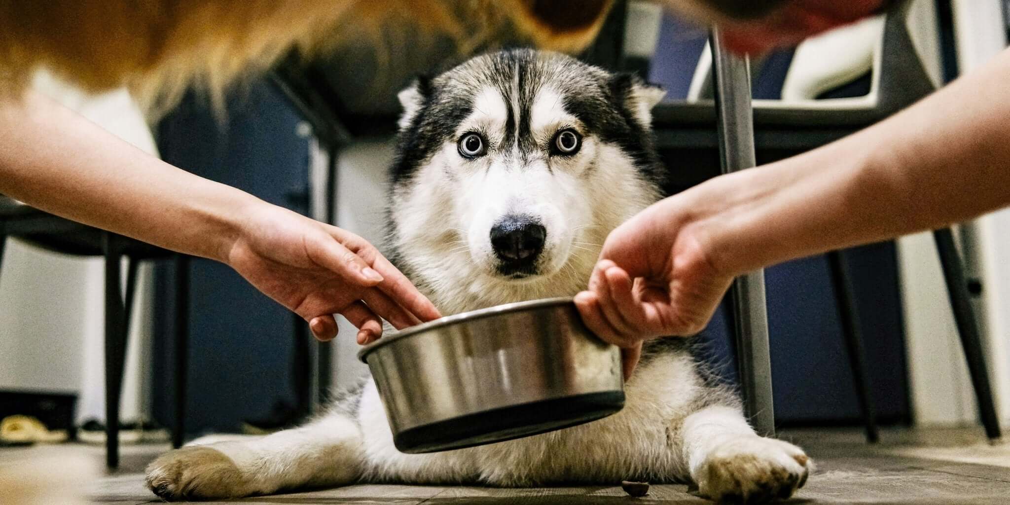 Hoe Kies je de Juiste Voerbak voor jouw Huisdier? - Dierenspeeltuin