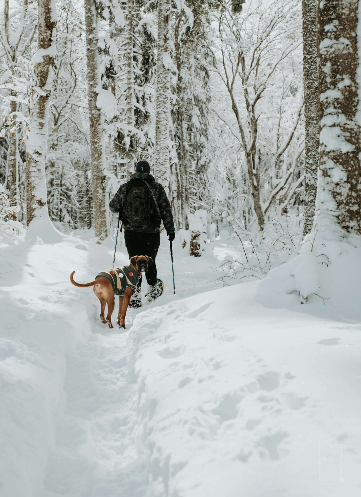 De Beste Kampeer- en Wandelmogelijkheden voor Honden - Dierenspeeltuin