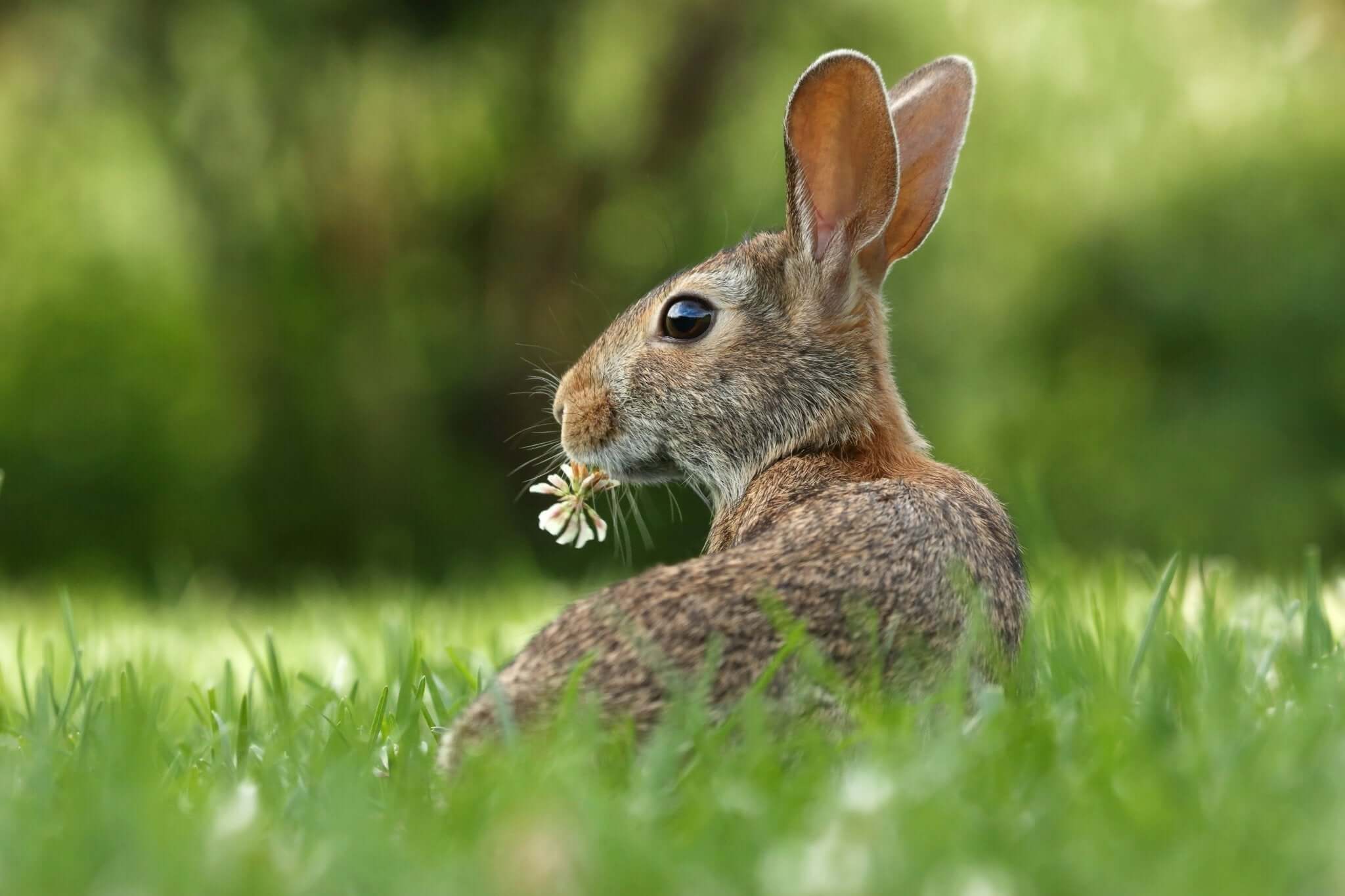 Het Belang van Speeltijd voor Konijnen en Knaagdieren - Dierenspeeltuin