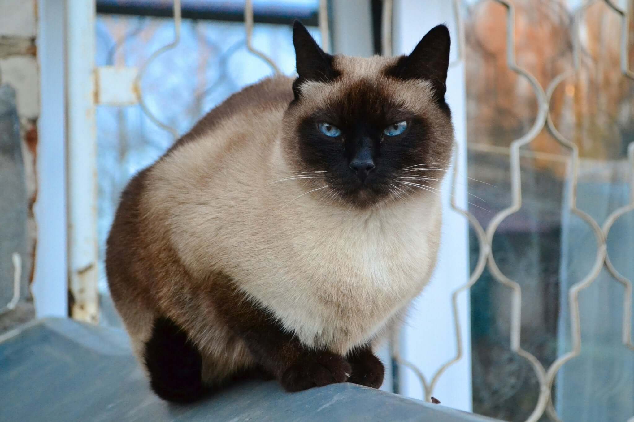 Verantwoordelijk Huisdierbezit Wat het Echt Betekent - Dierenspeeltuin