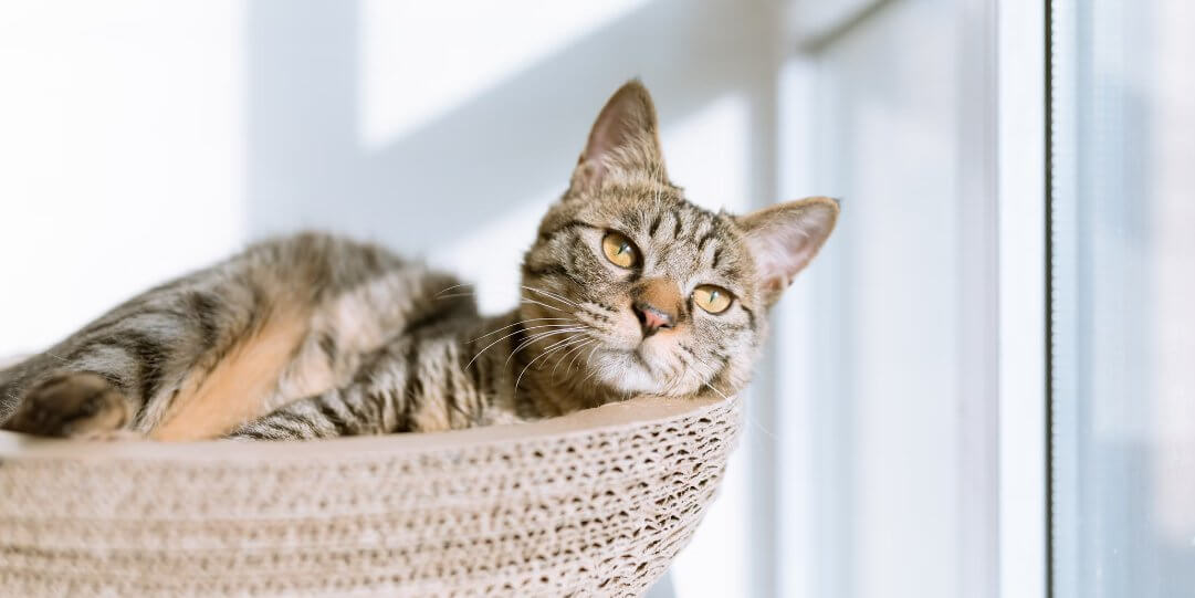 Het Inrichten van een Kattenkamer: Tips en Ideeën - Dierenspeeltuin