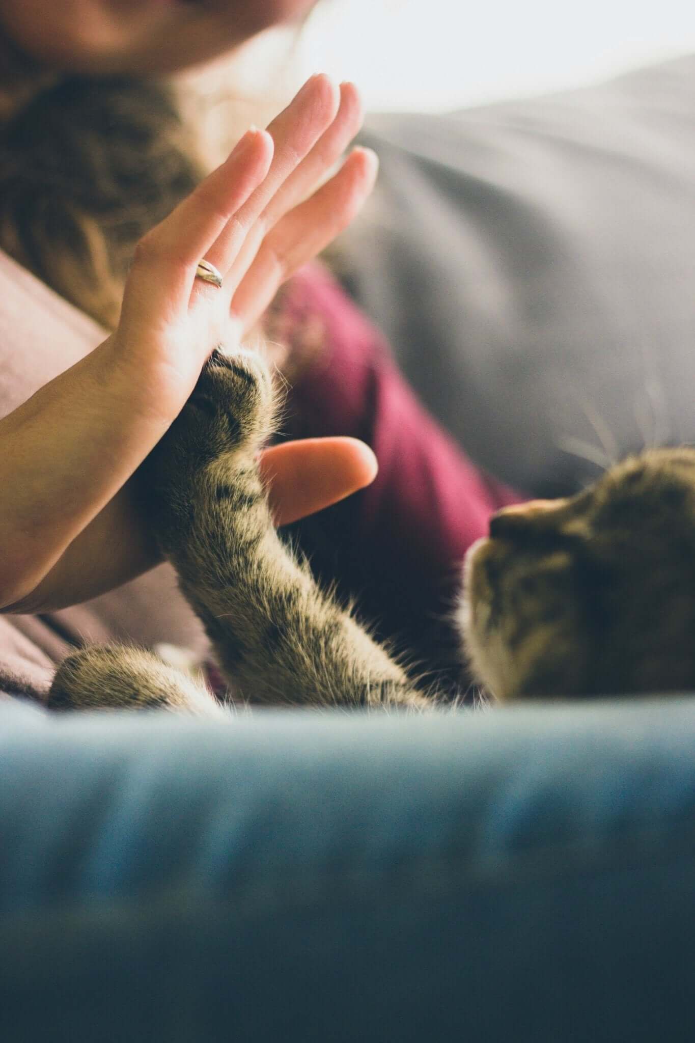Het Belang van Gebitsverzorging voor Huisdieren - Dierenspeeltuin