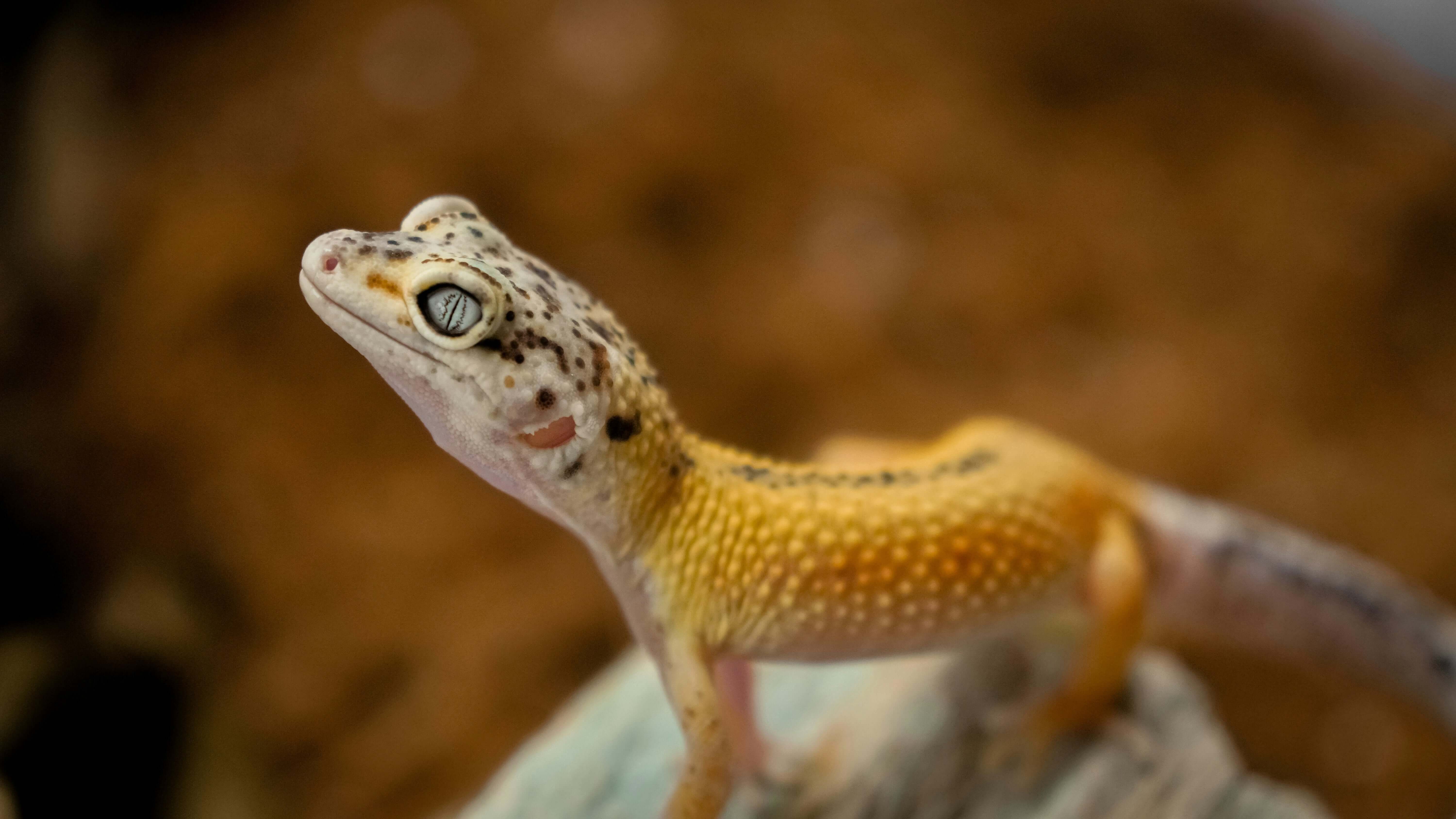 de verzorging van reptielen