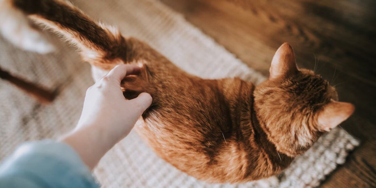 Alternatieve Therapieën voor Huisdieren: Acupunctuur, Massage en Meer - Dierenspeeltuin