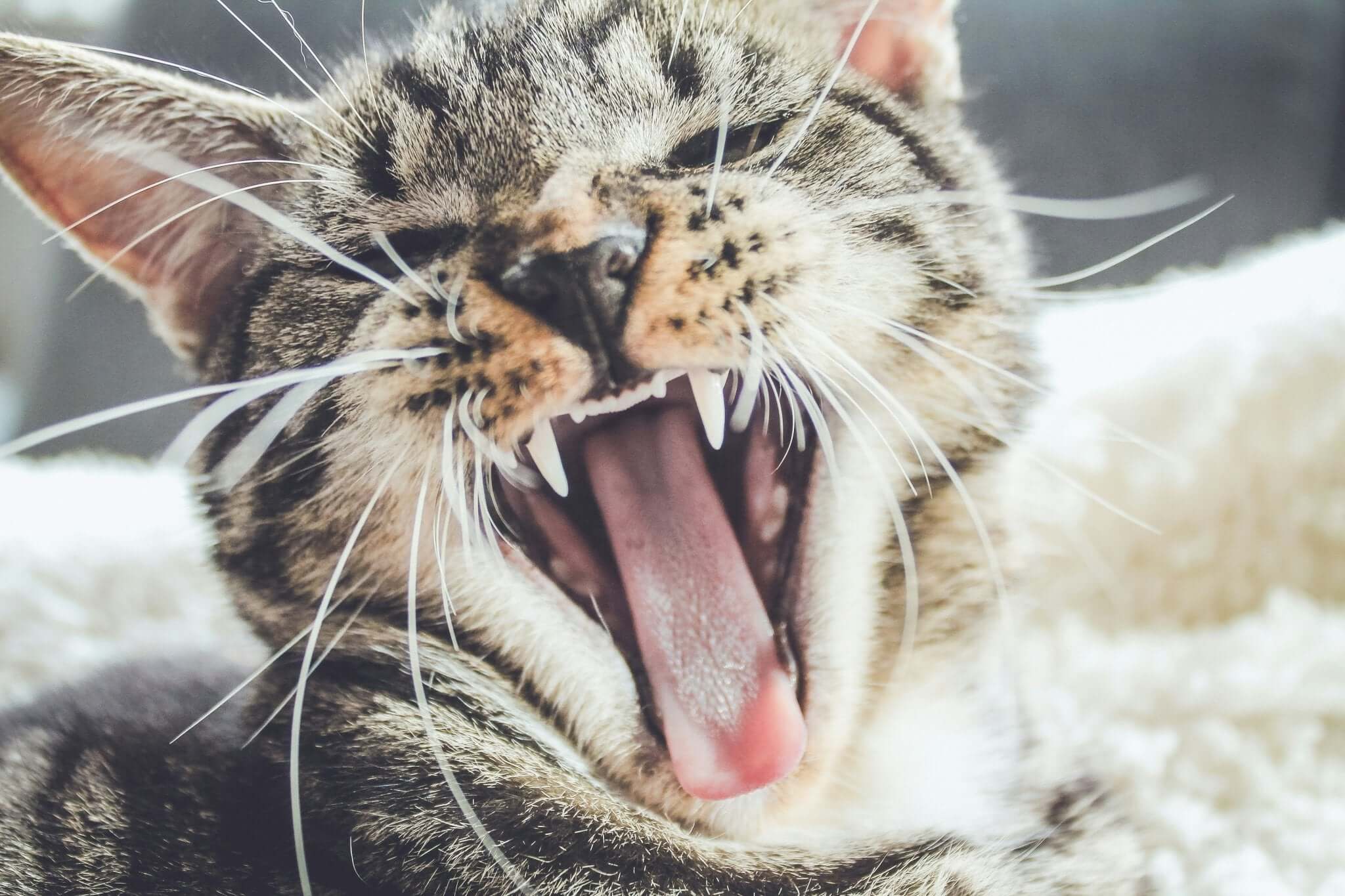 Hoe kies je de Juiste Kattenbak voor jouw Kat - Dierenspeeltuin