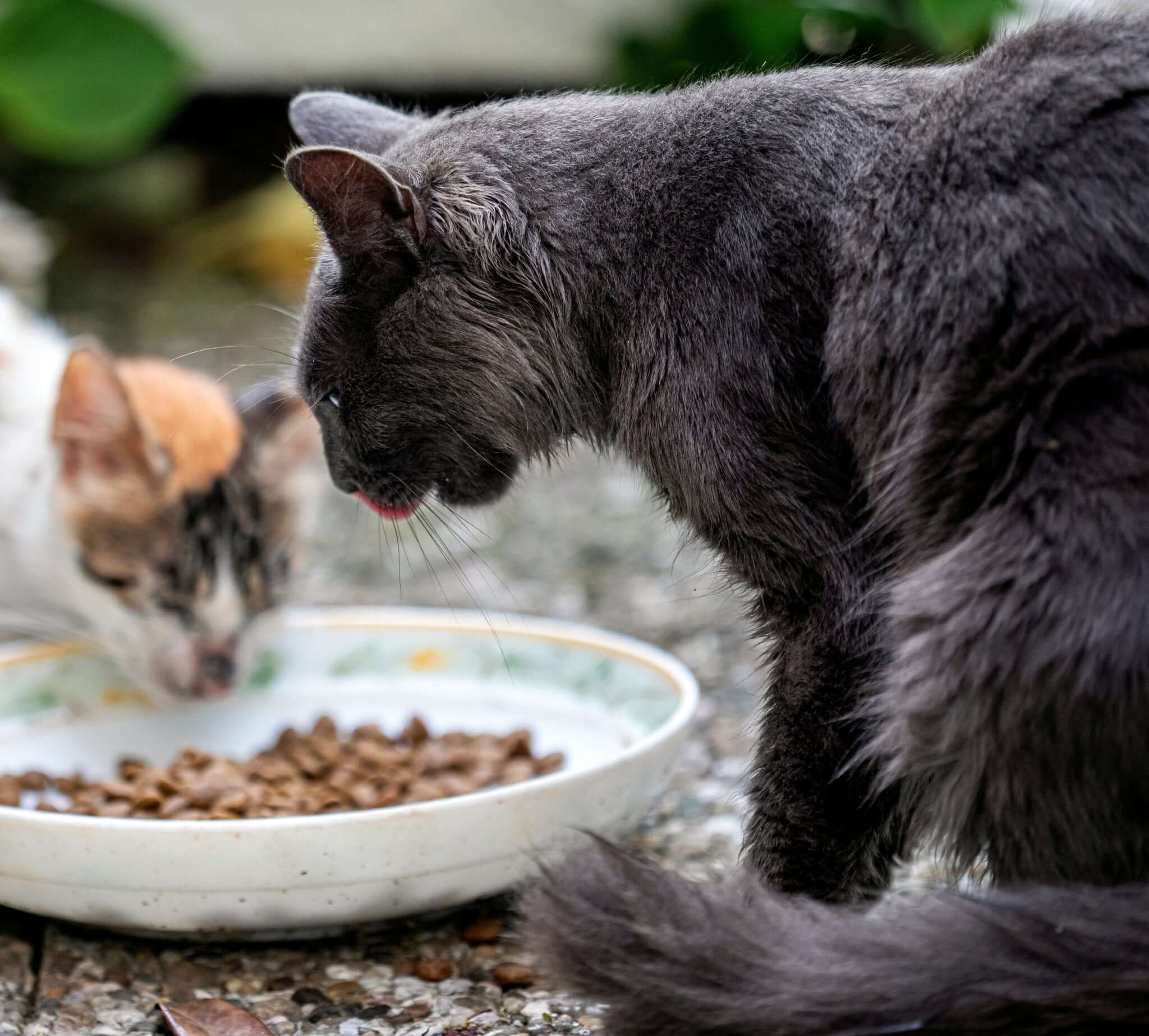 De Voordelen van Natuurlijke Voeding voor Huisdieren - Dierenspeeltuin