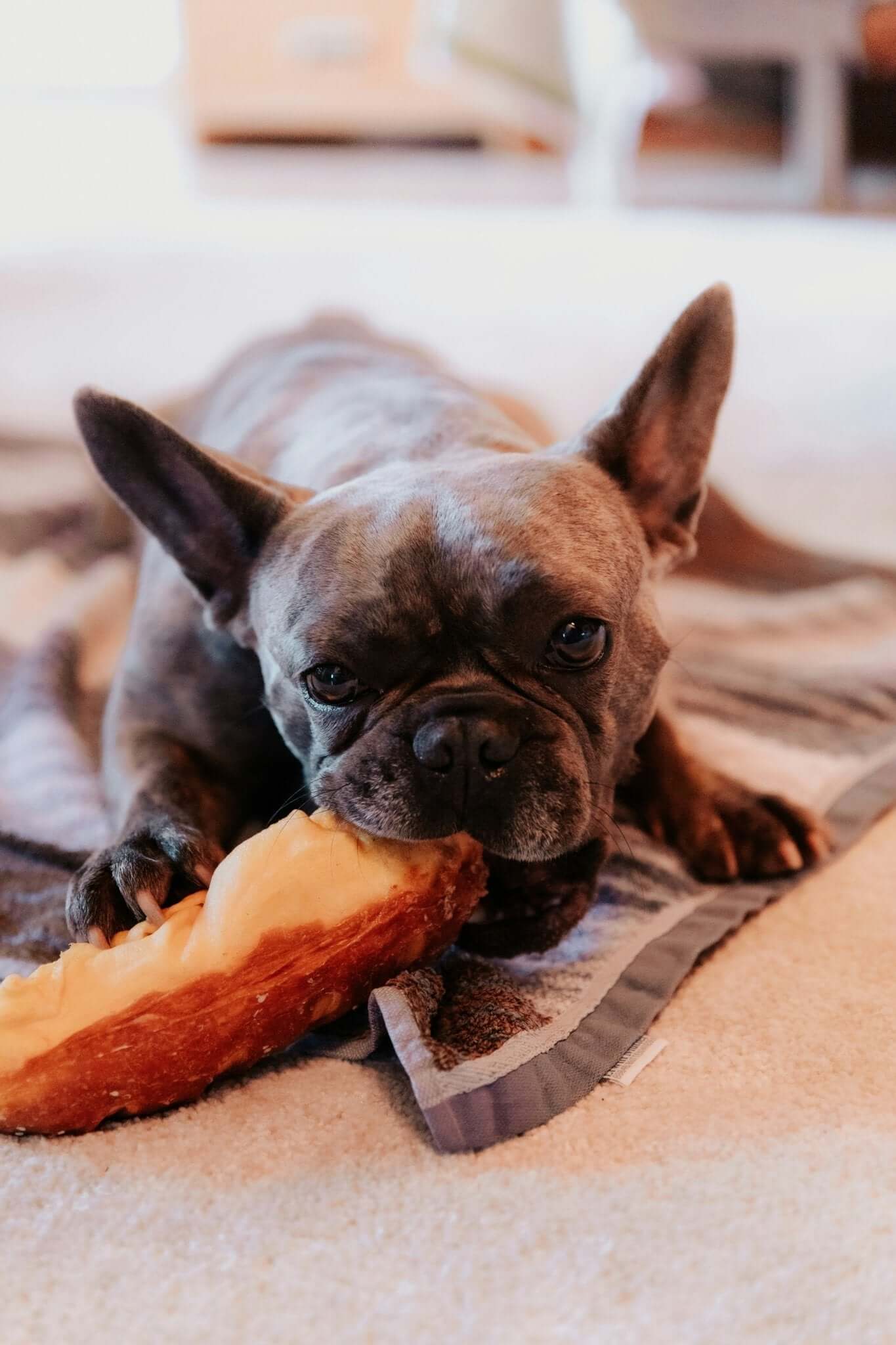De Ultieme Gids voor Hondenvoeding - Dierenspeeltuin