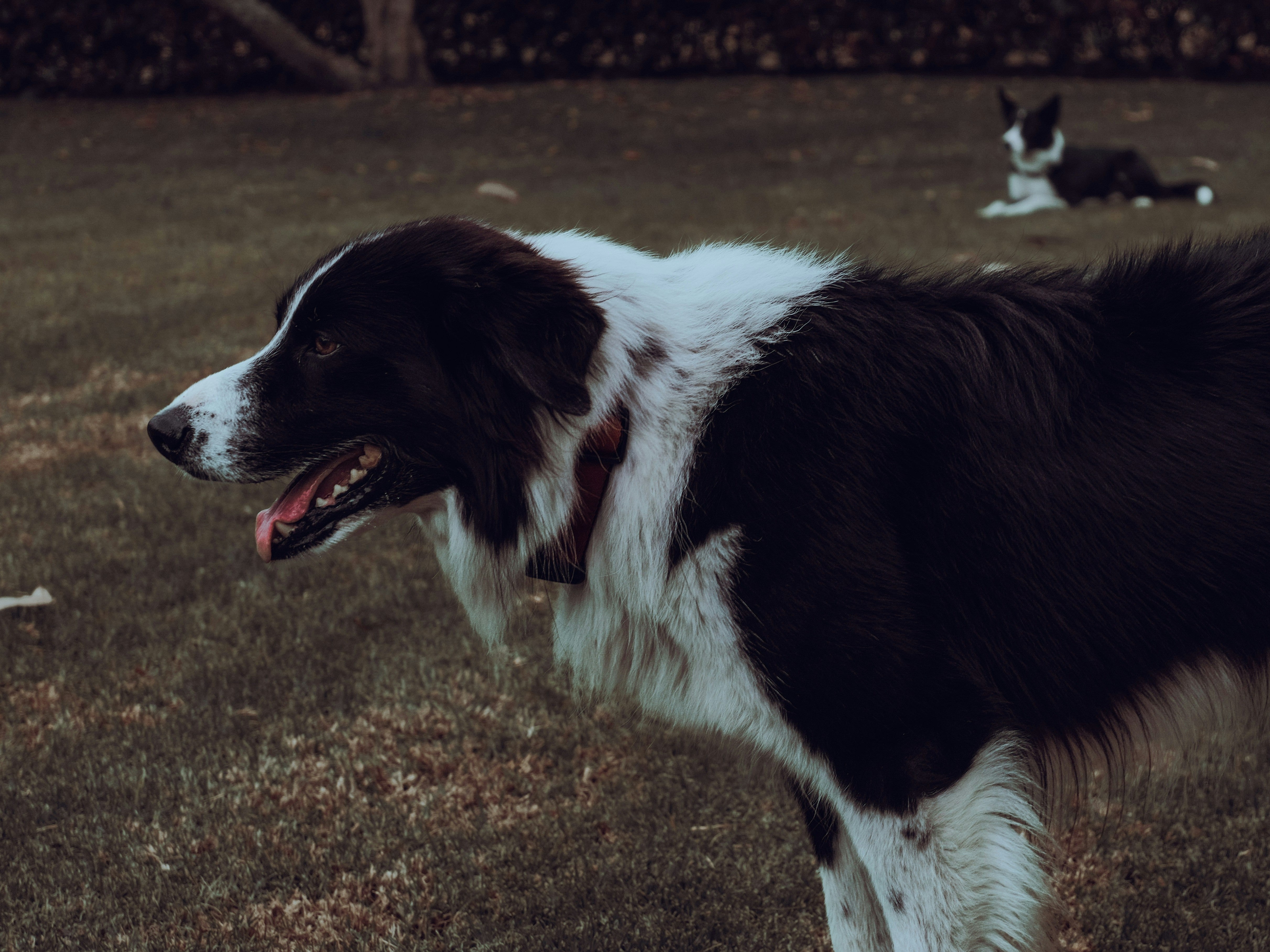  Hond met anti-teken halsband geniet van een wandeling in het bos, veilig beschermd tegen teken en muggen.