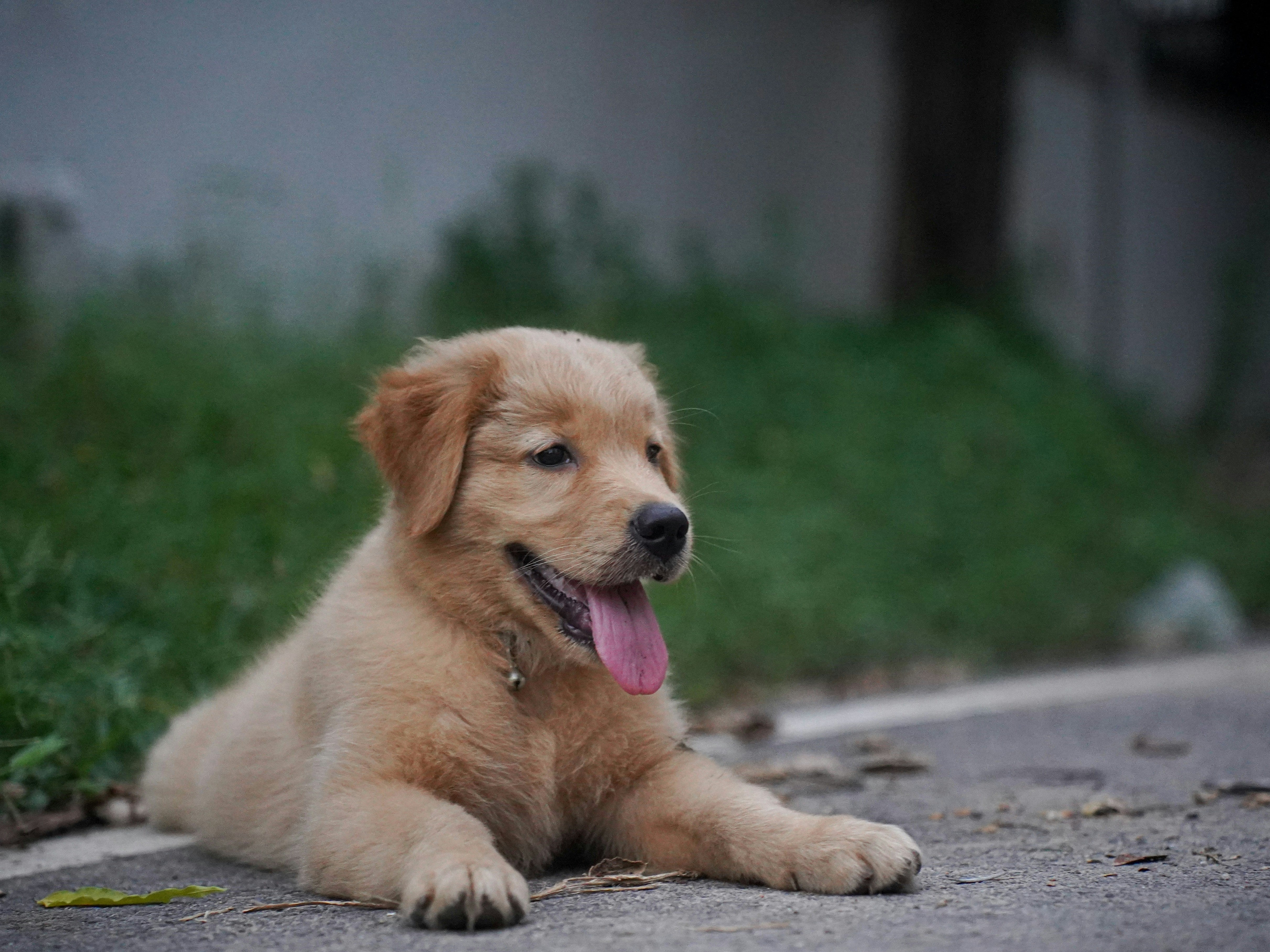 Nieuwe pup eerste dagen in huis met mand, speelgoed en voerbak