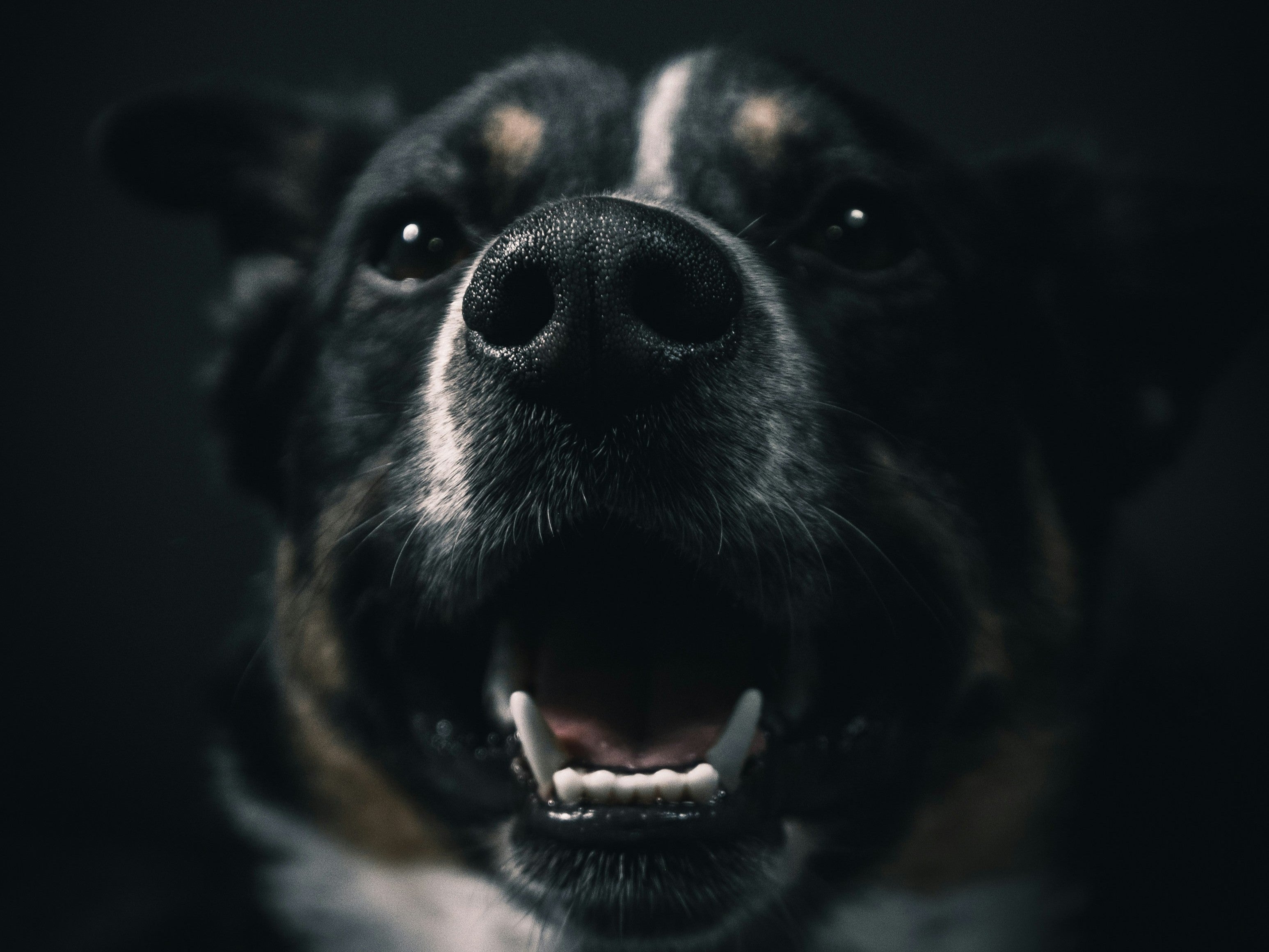 Rasloze hond speelt vrolijk in het gras tijdens een zonnige dag, symbool voor de voordelen rasloze hond zoals gezondheid en uniek karakter.