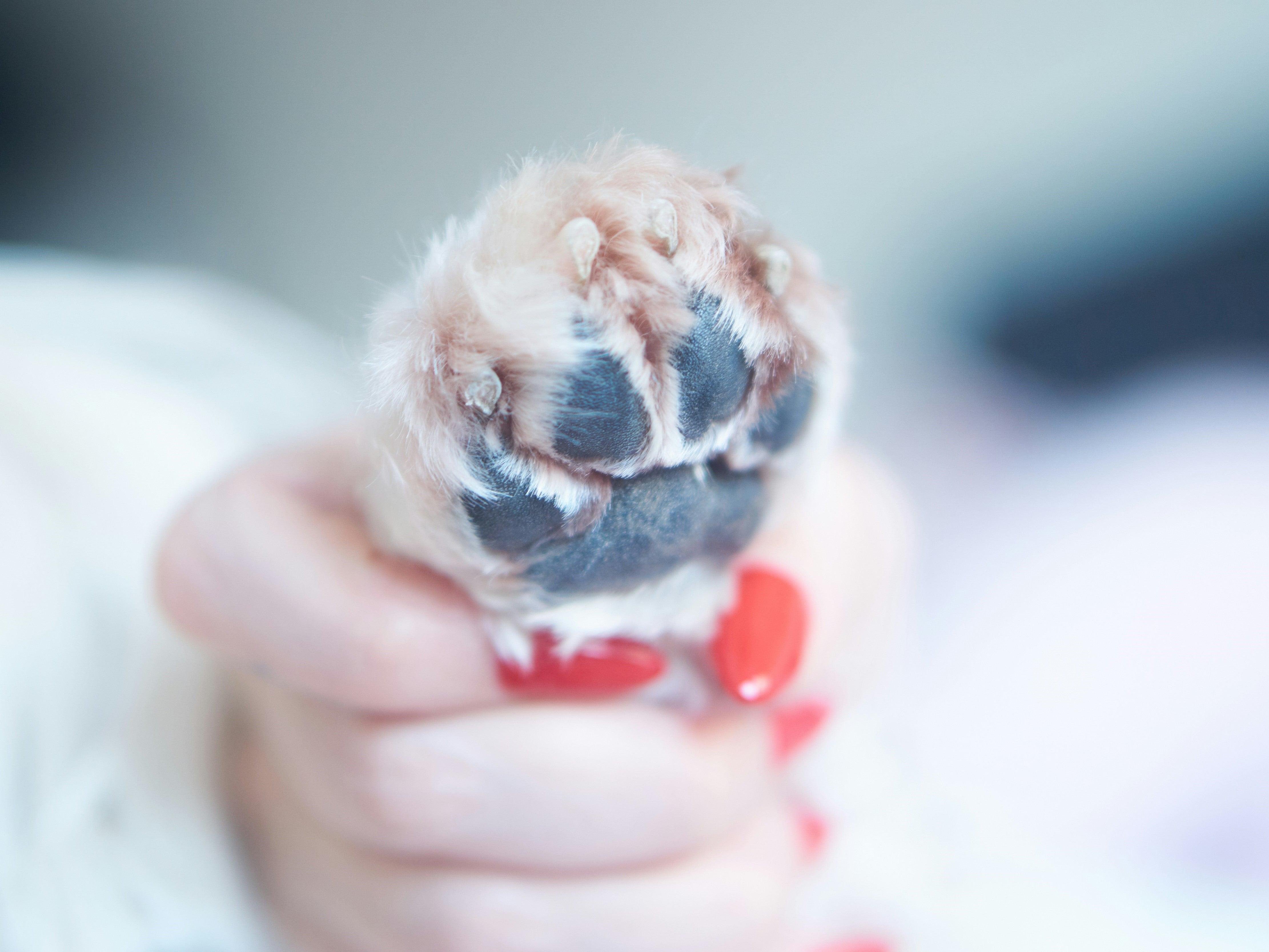 De beste tips voor het knippen van de nagels van je huisdier