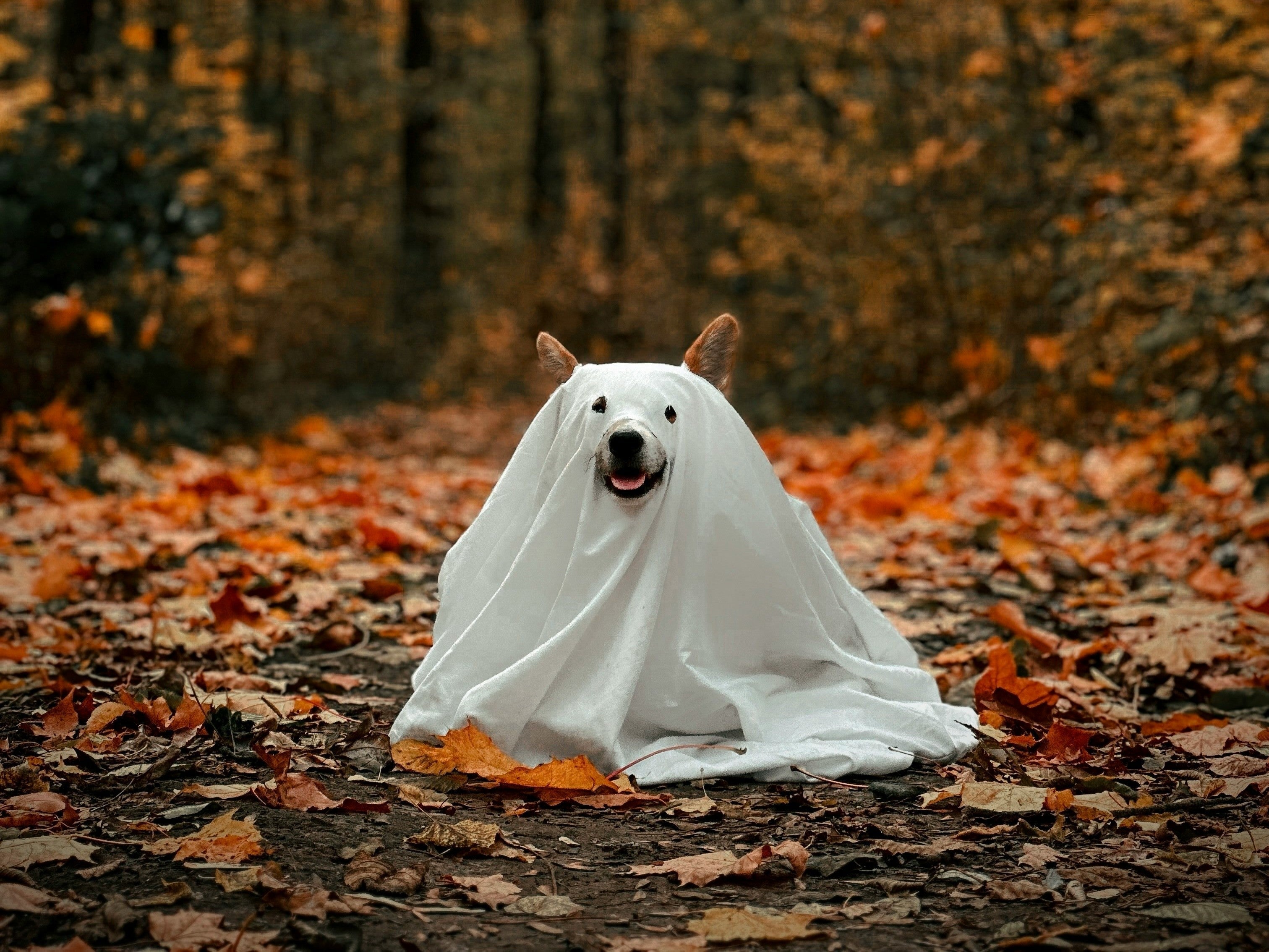 Hond en kat in Halloweenkostuum tijdens Halloween met huisdieren