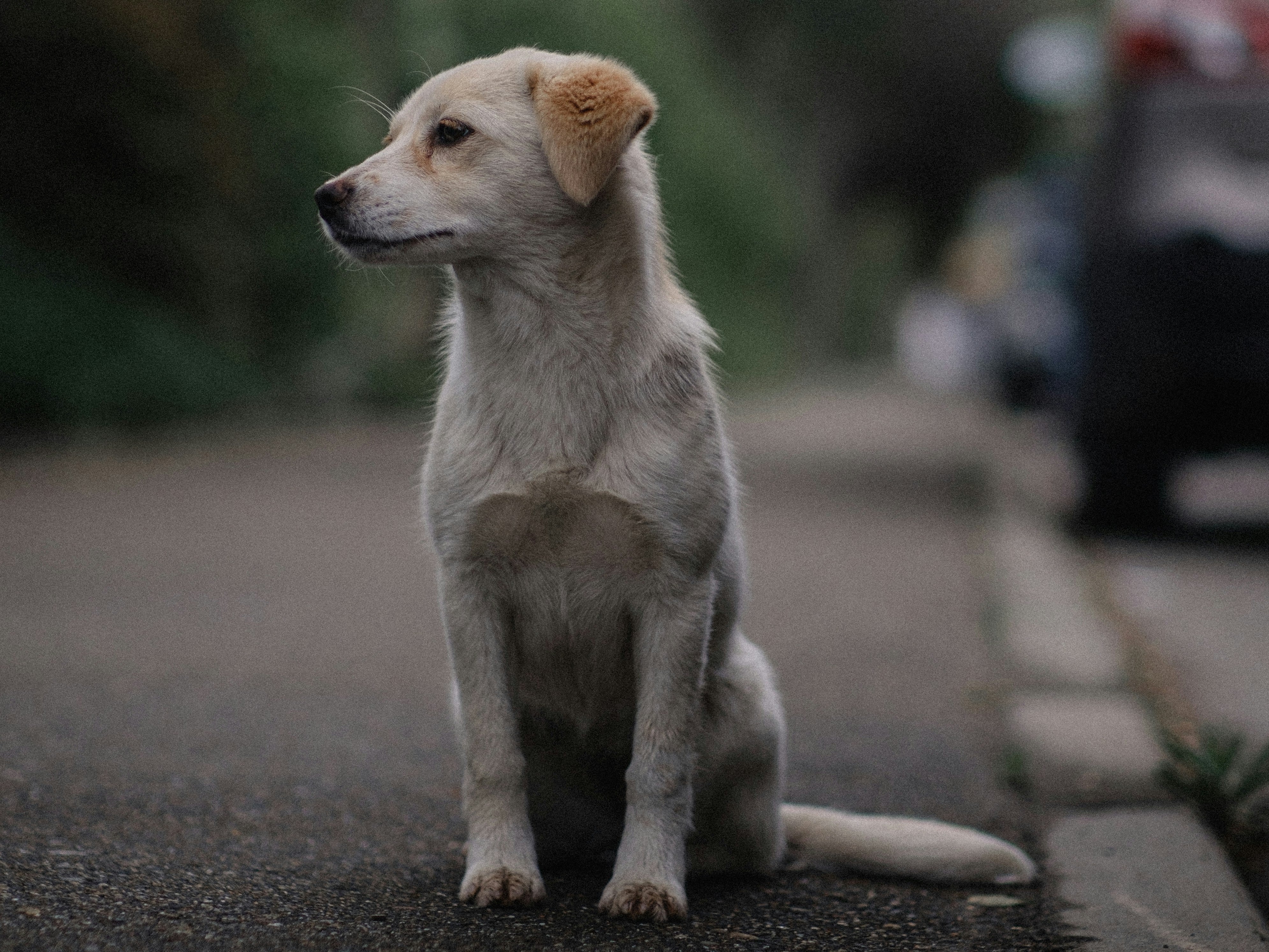 Hond zit rustig in de woonkamer na training om ongewenst blaffen stoppen bij honden