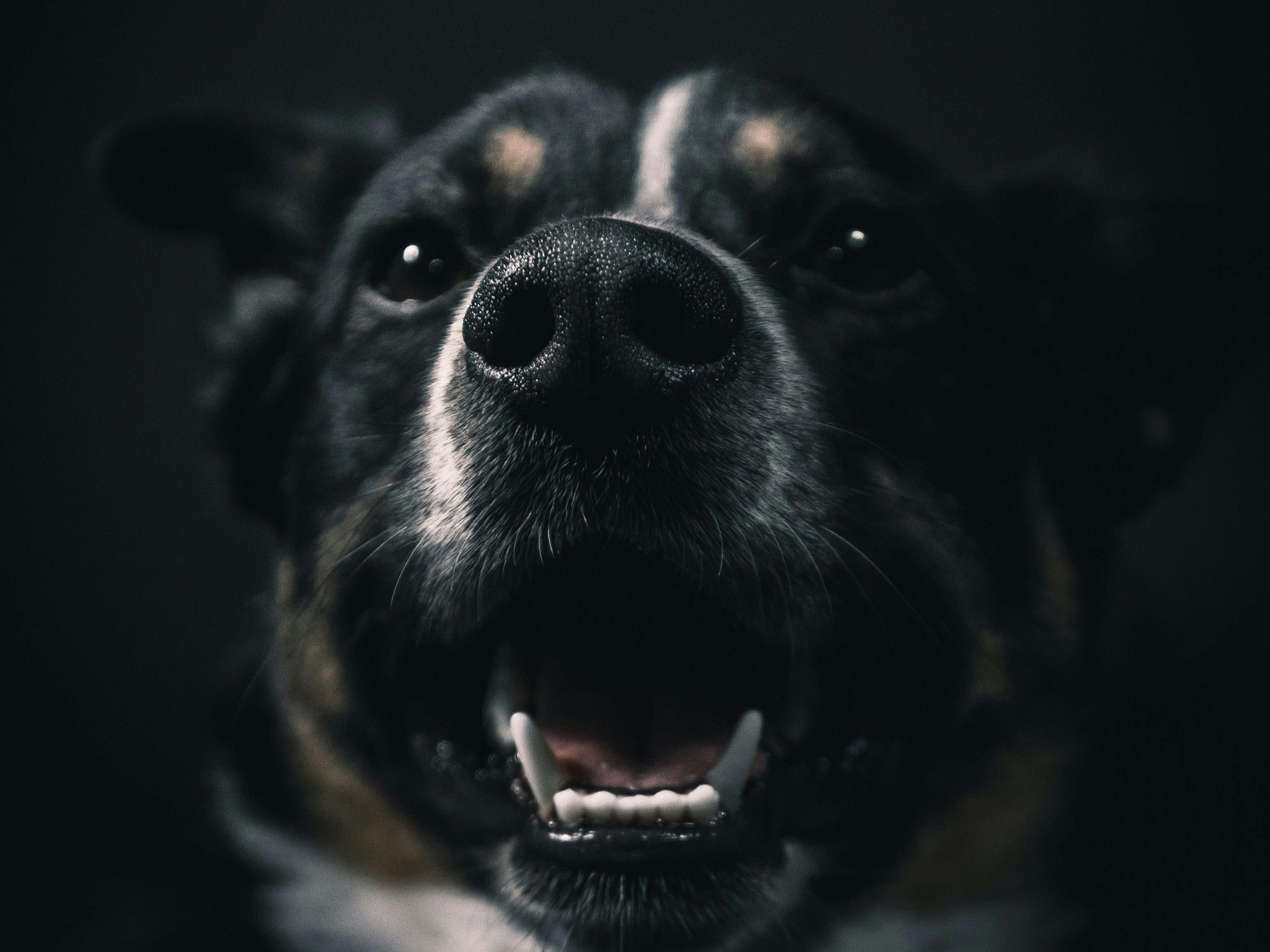 Een gezonde puppy in een schone, huiselijke omgeving met een zorgzame fokker – symbool voor een betrouwbare dierenfokker vinden