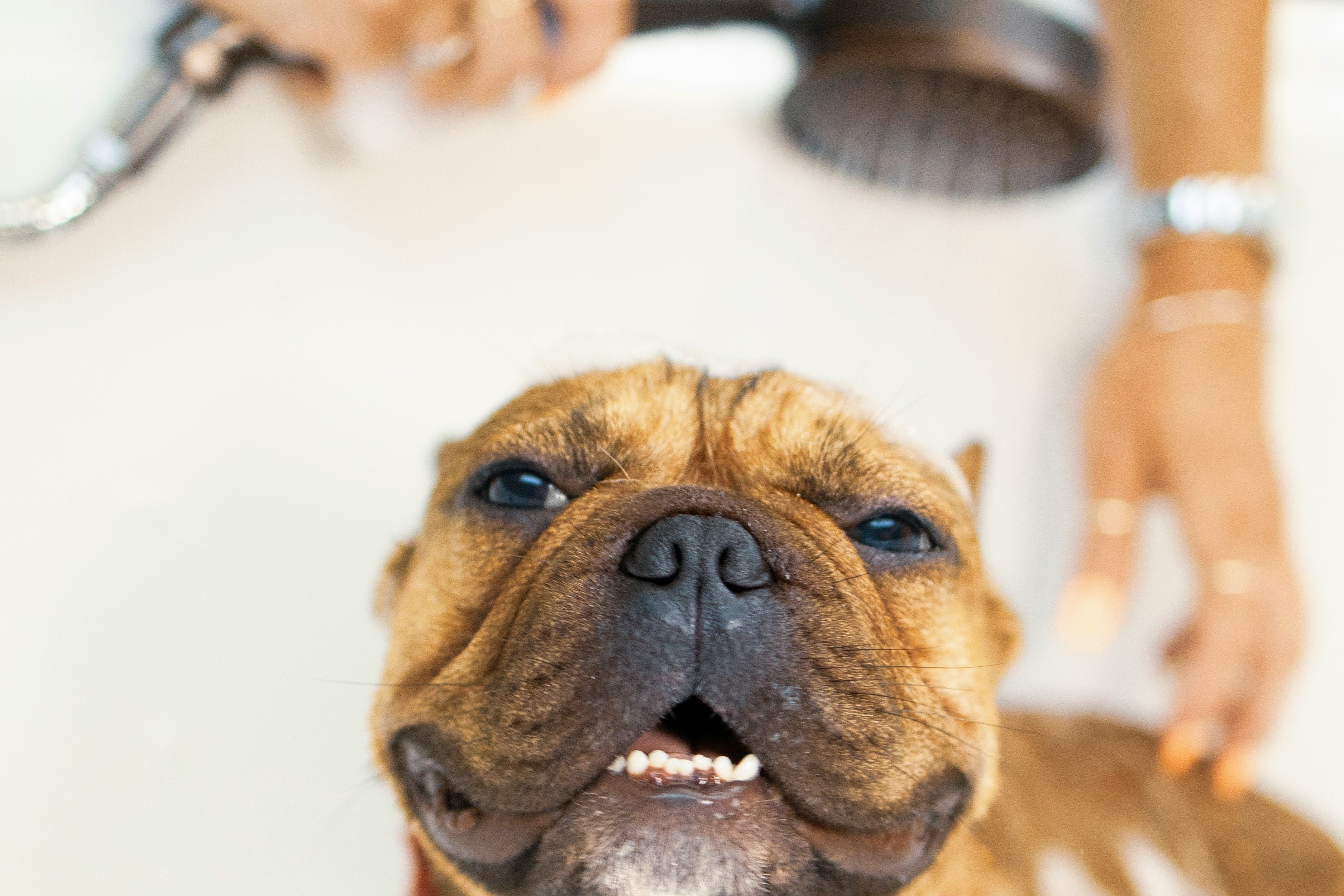 Hond wordt gewassen door baasje