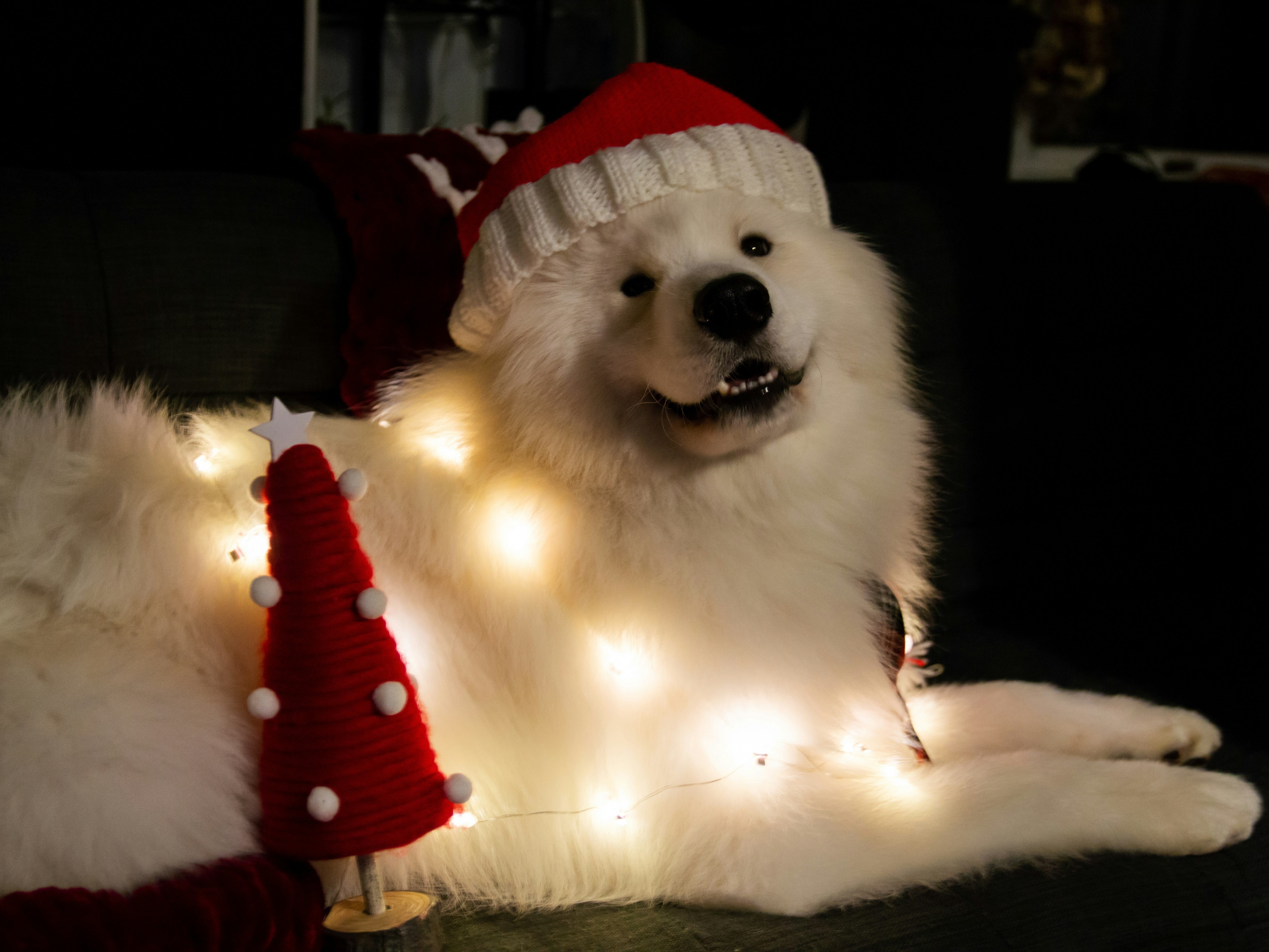 Tips voor huisdieren en kerst veiligheid tijdens de feestdagen in een gezellig ingerichte woonkamer