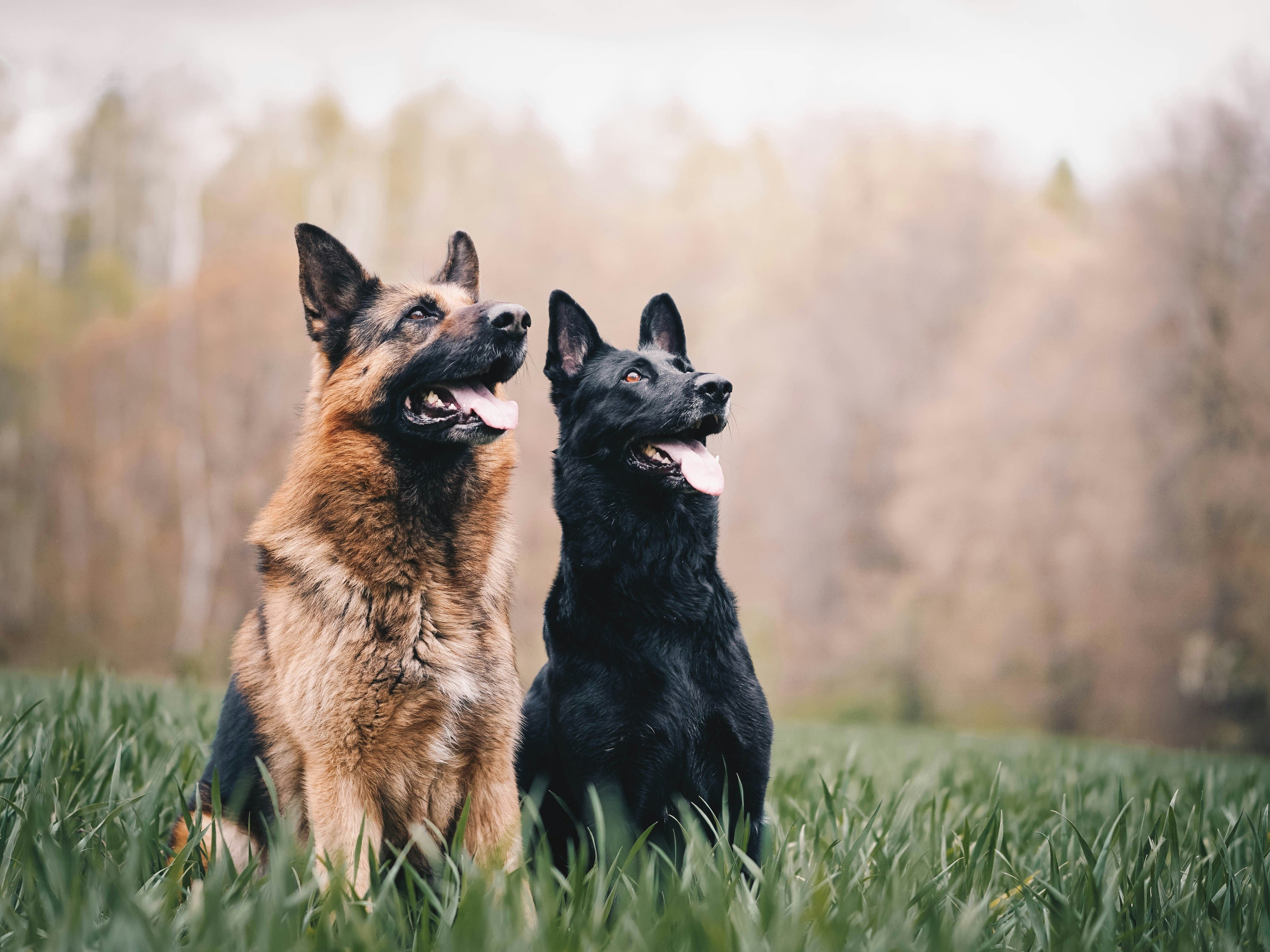 Hond en kat vieren samen Pasen met vrolijke paasfeest ideeën voor huisdieren in een lente-decor.