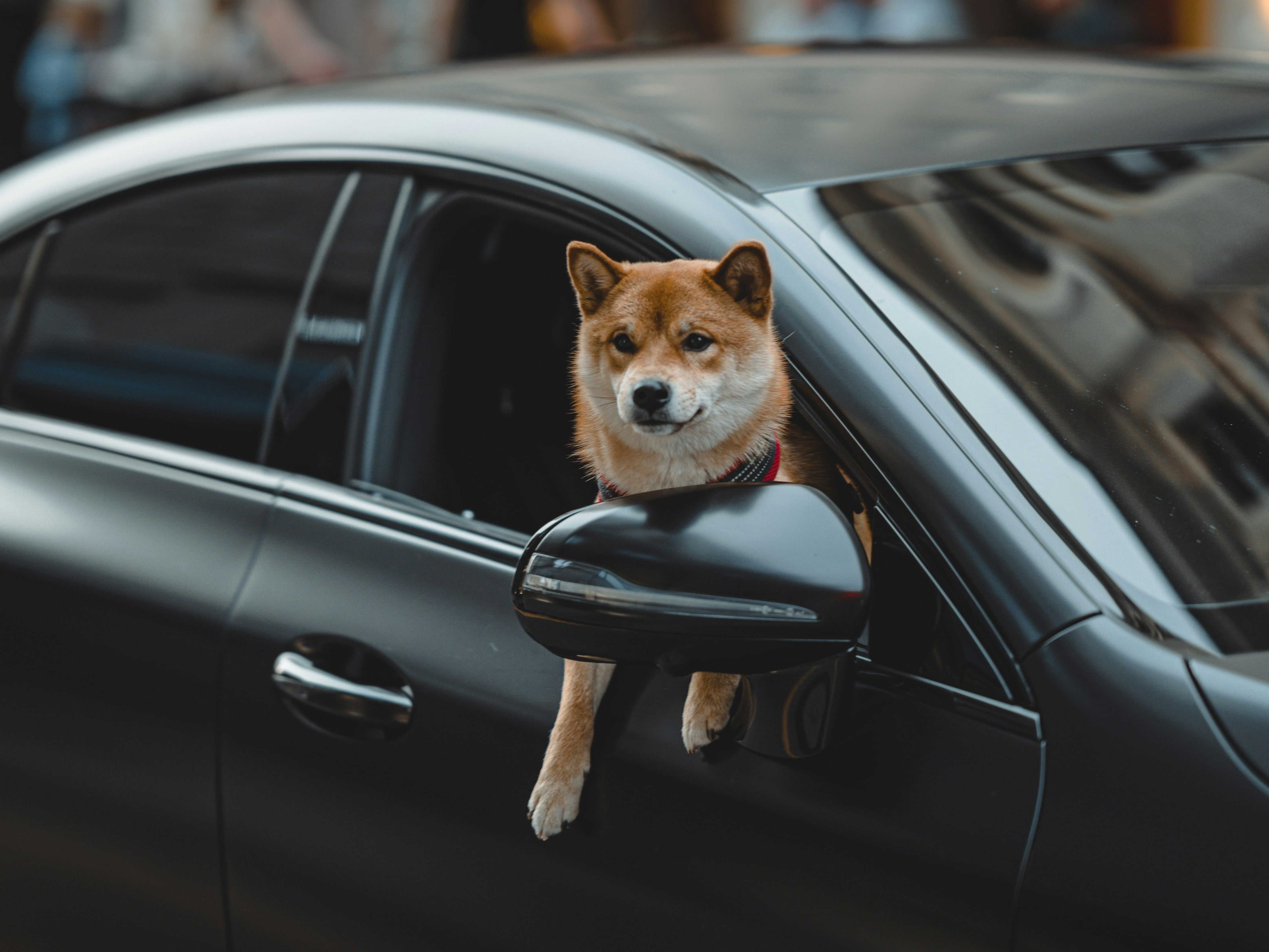 Hond in reismand in auto tijdens reizen met huisdieren in de zomer
