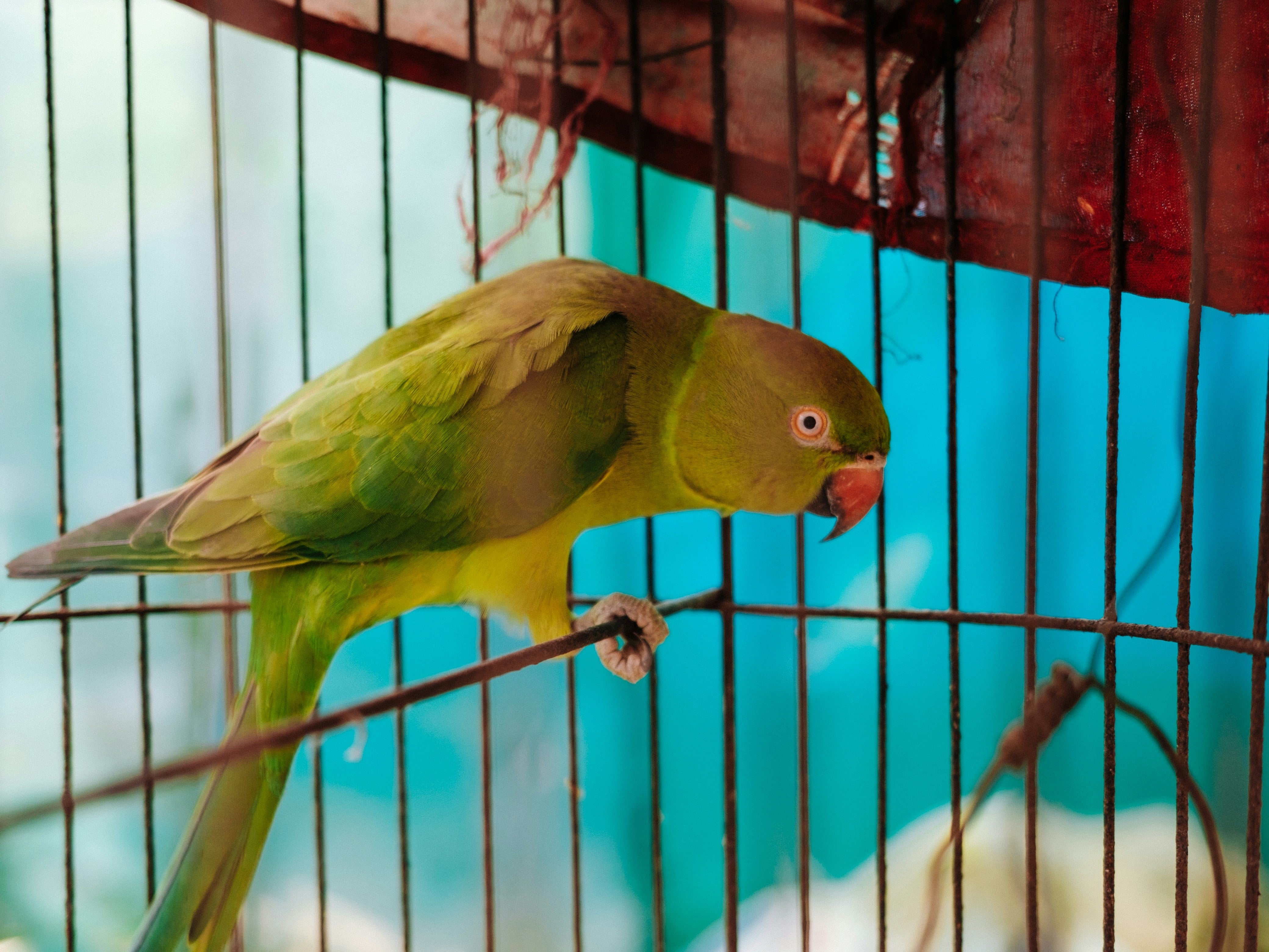 meest praatgrage papegaaien soorten