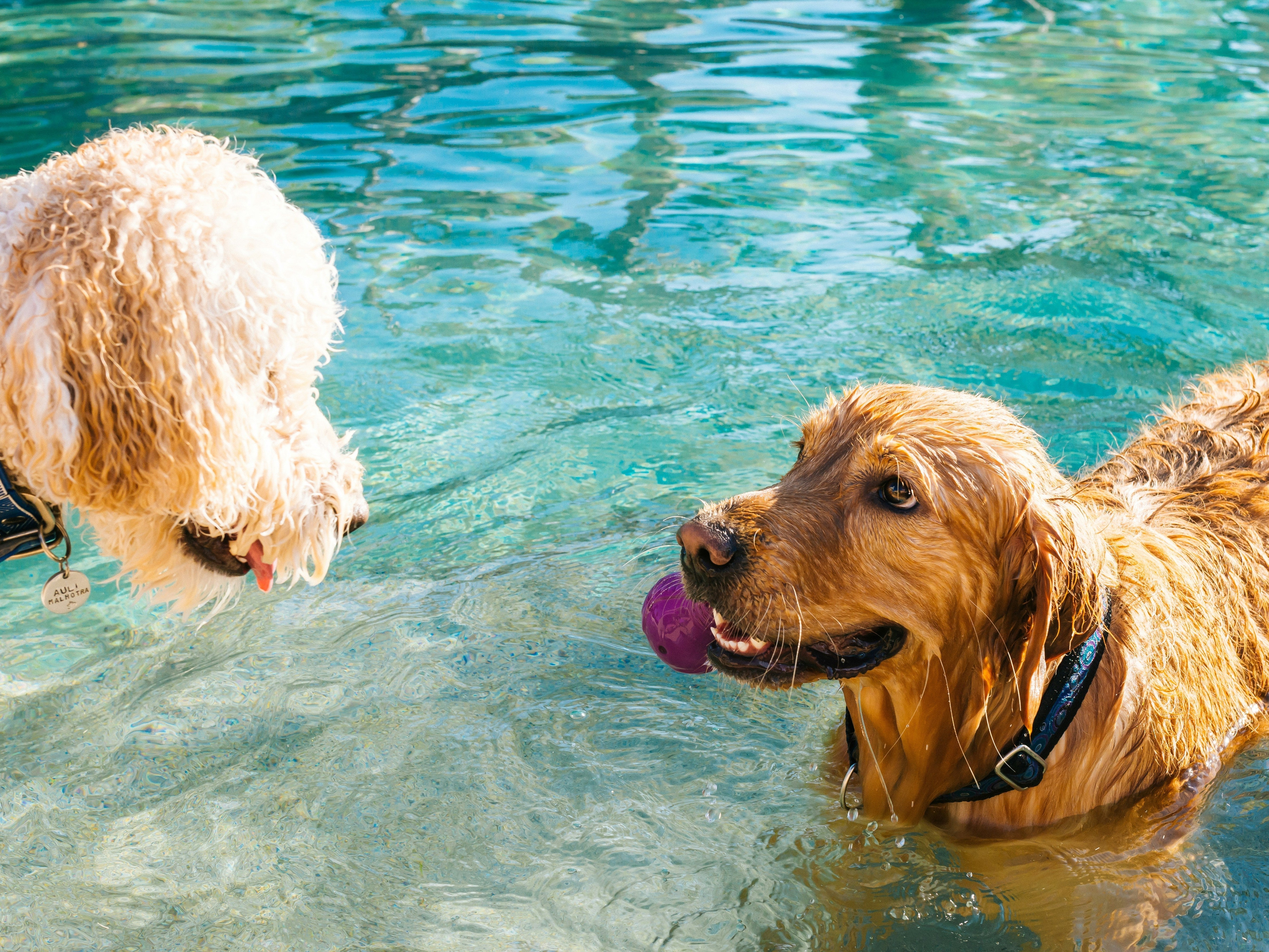 Hond speelt vrolijk in het water tijdens zomerse wateractiviteiten voor honden.
