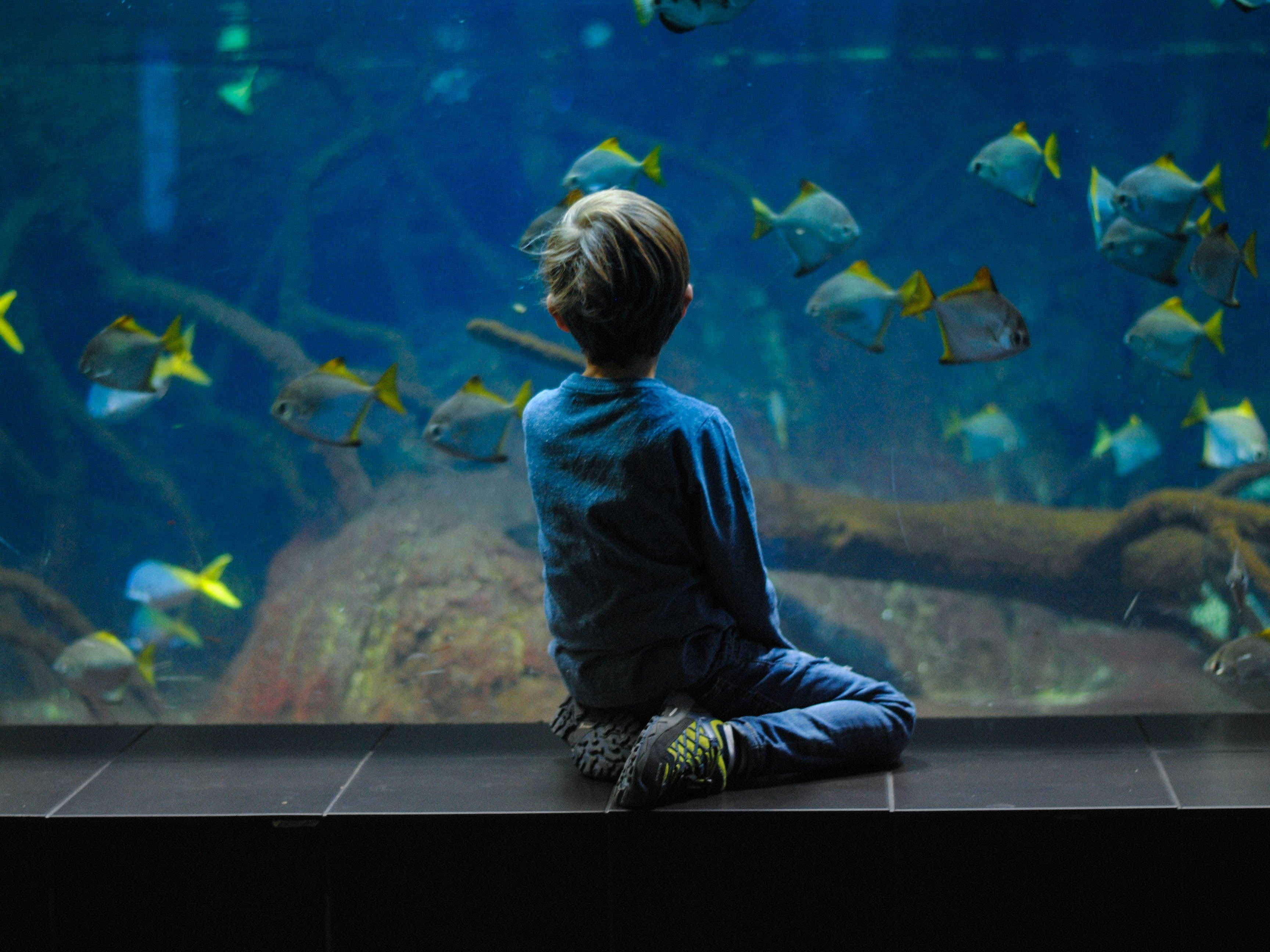 waar moet je op letten bij het kopen van een aquarium