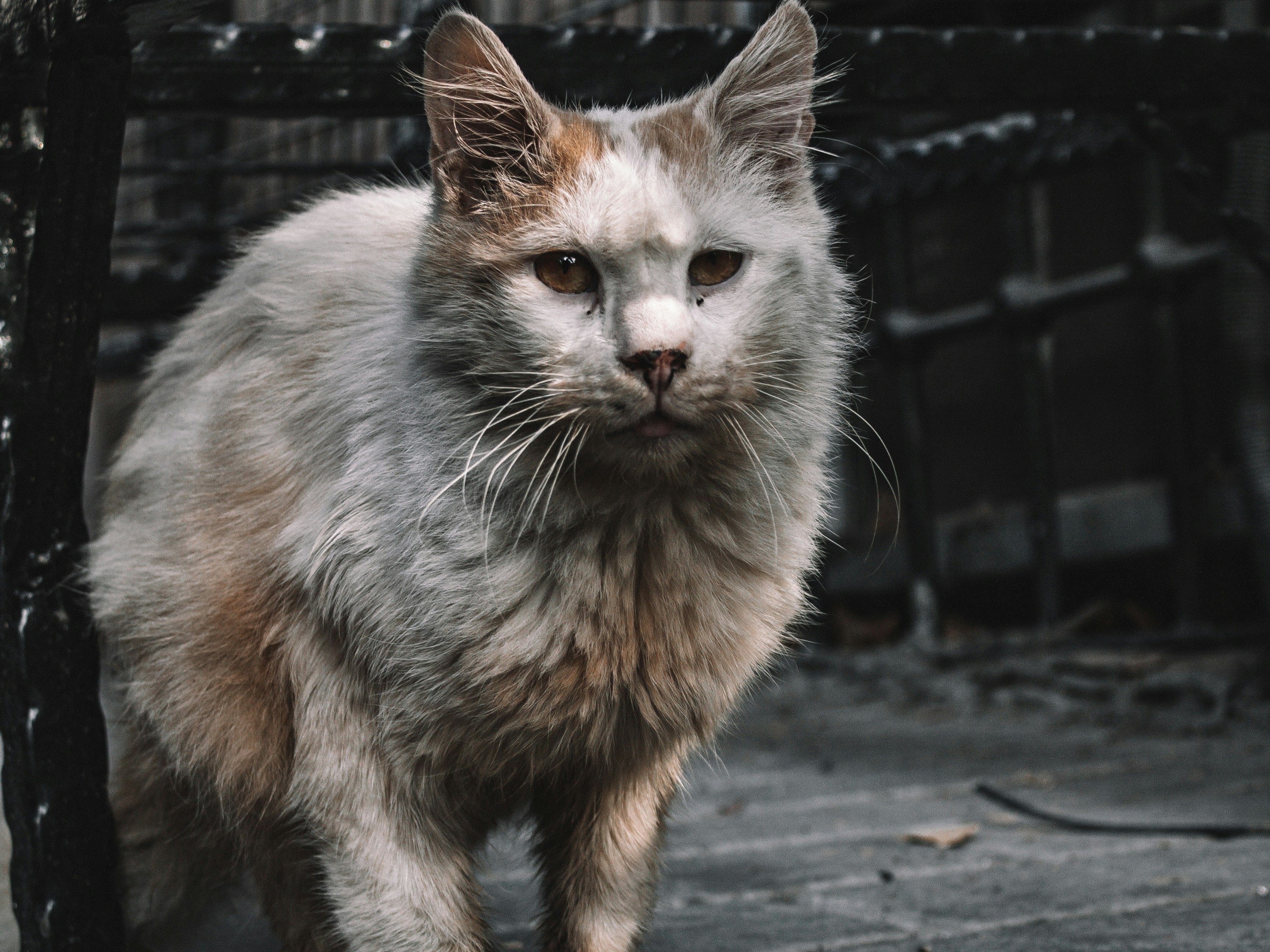 Een oudere kat ligt ontspannen in een zacht mandje in een rustig huis, symbool voor de voordelen van een oudere kat adopteren.