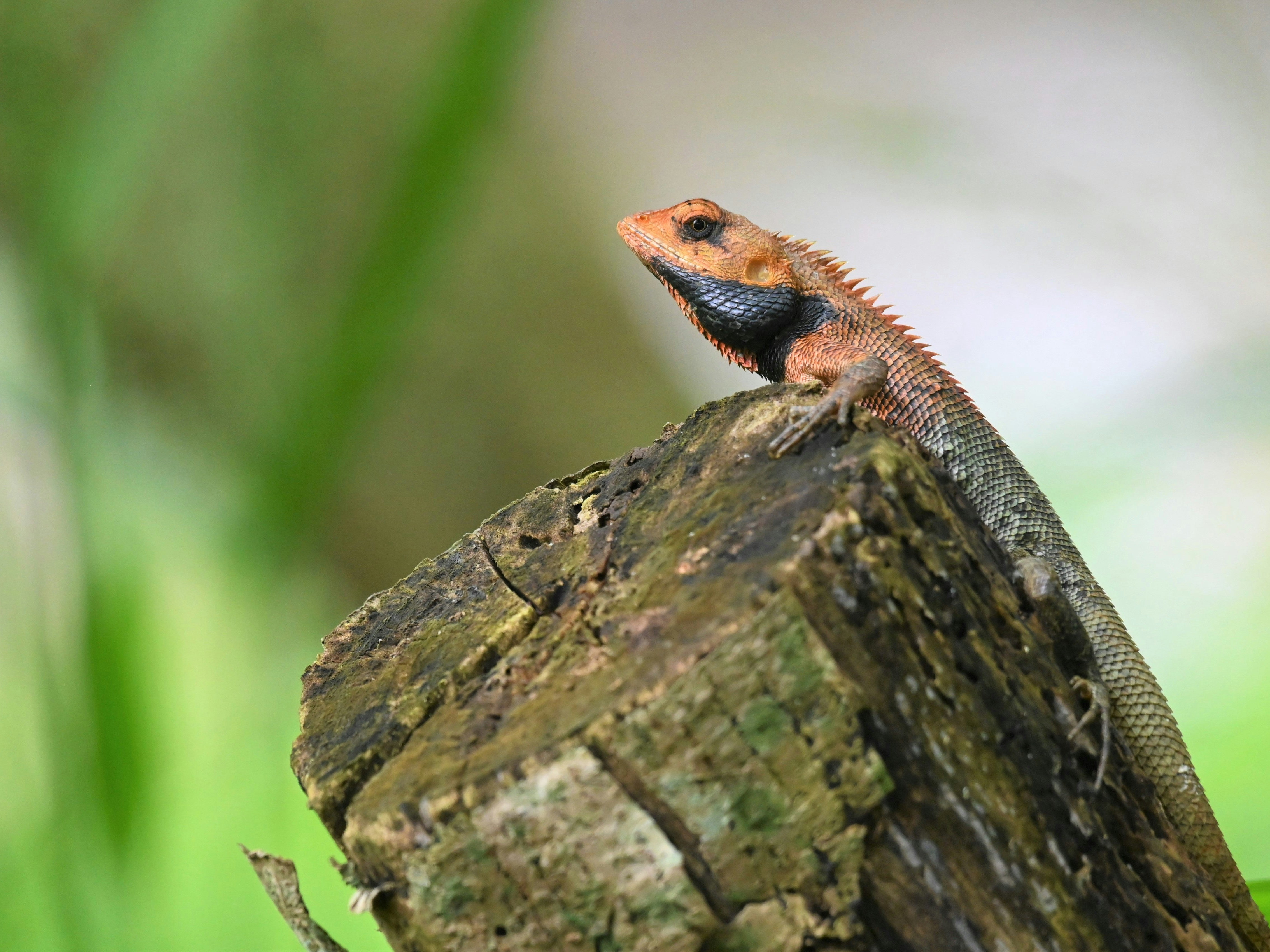 Man verzorgt zijn exotisch huisdier in een speciaal ingericht terrarium met warmte- en UV-lamp.
