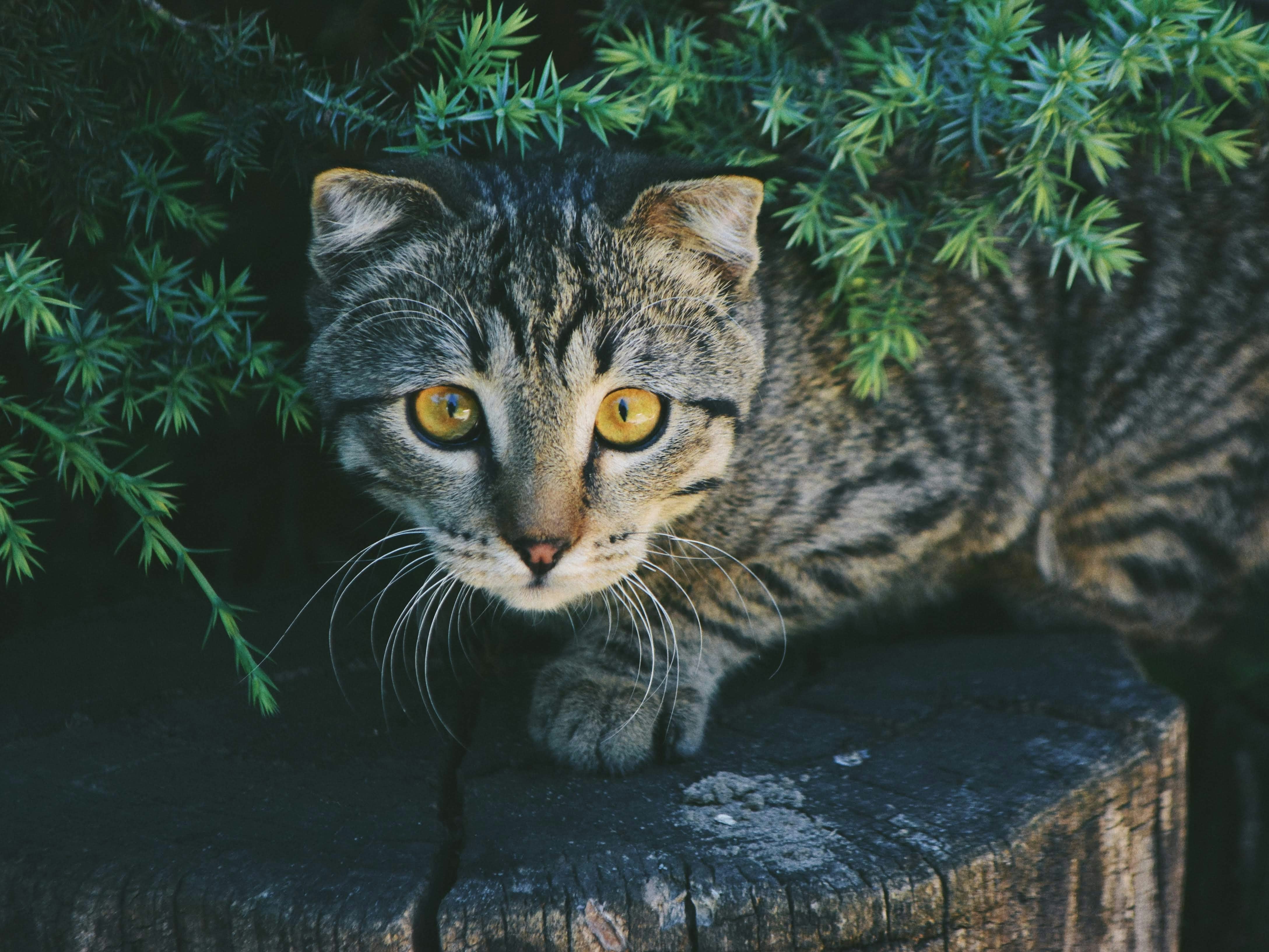 exotisch huisdier kopen tips