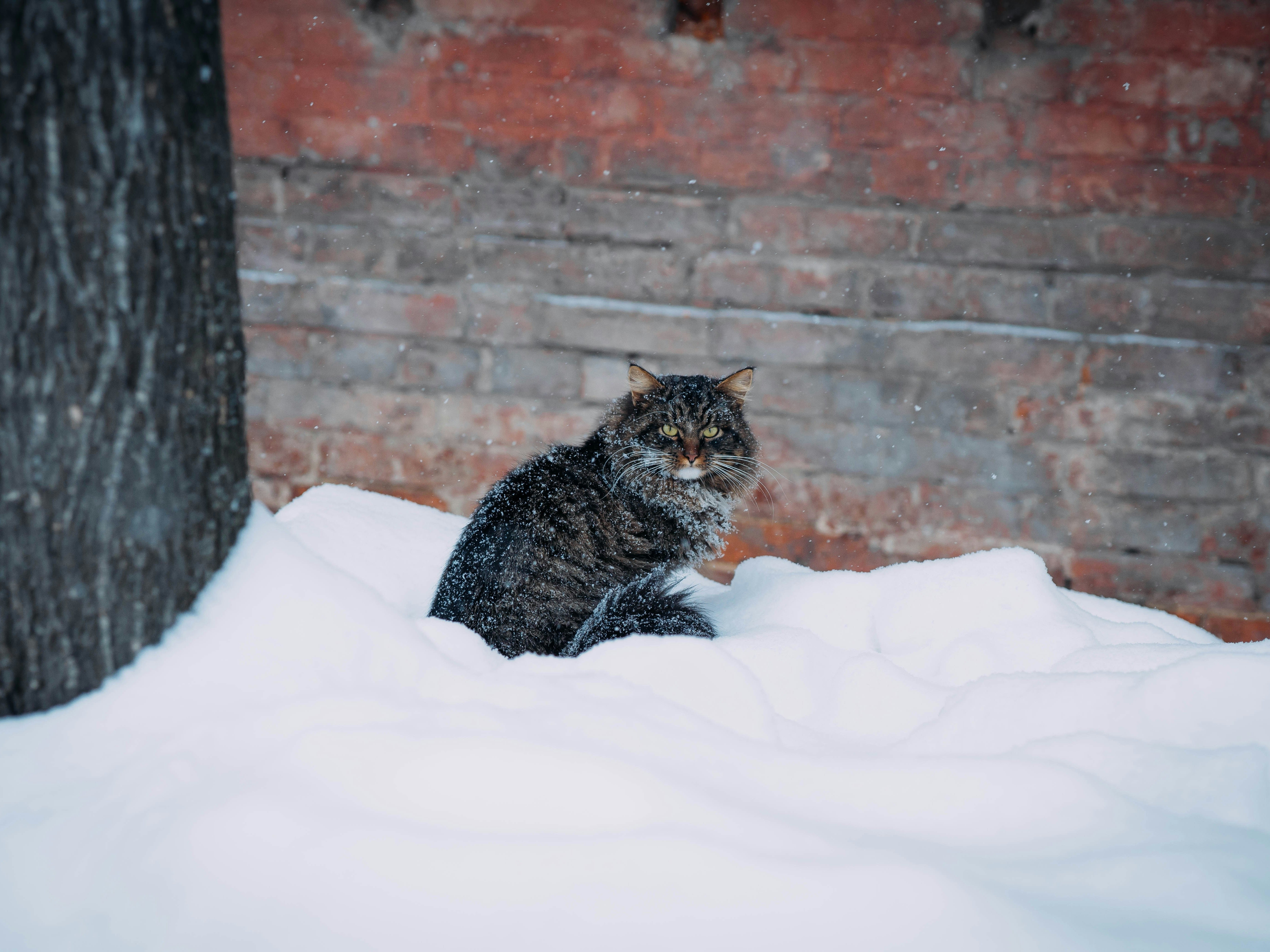 Hond met warme jas speelt in de sneeuw – tips om je huisdier winterklaar maken.