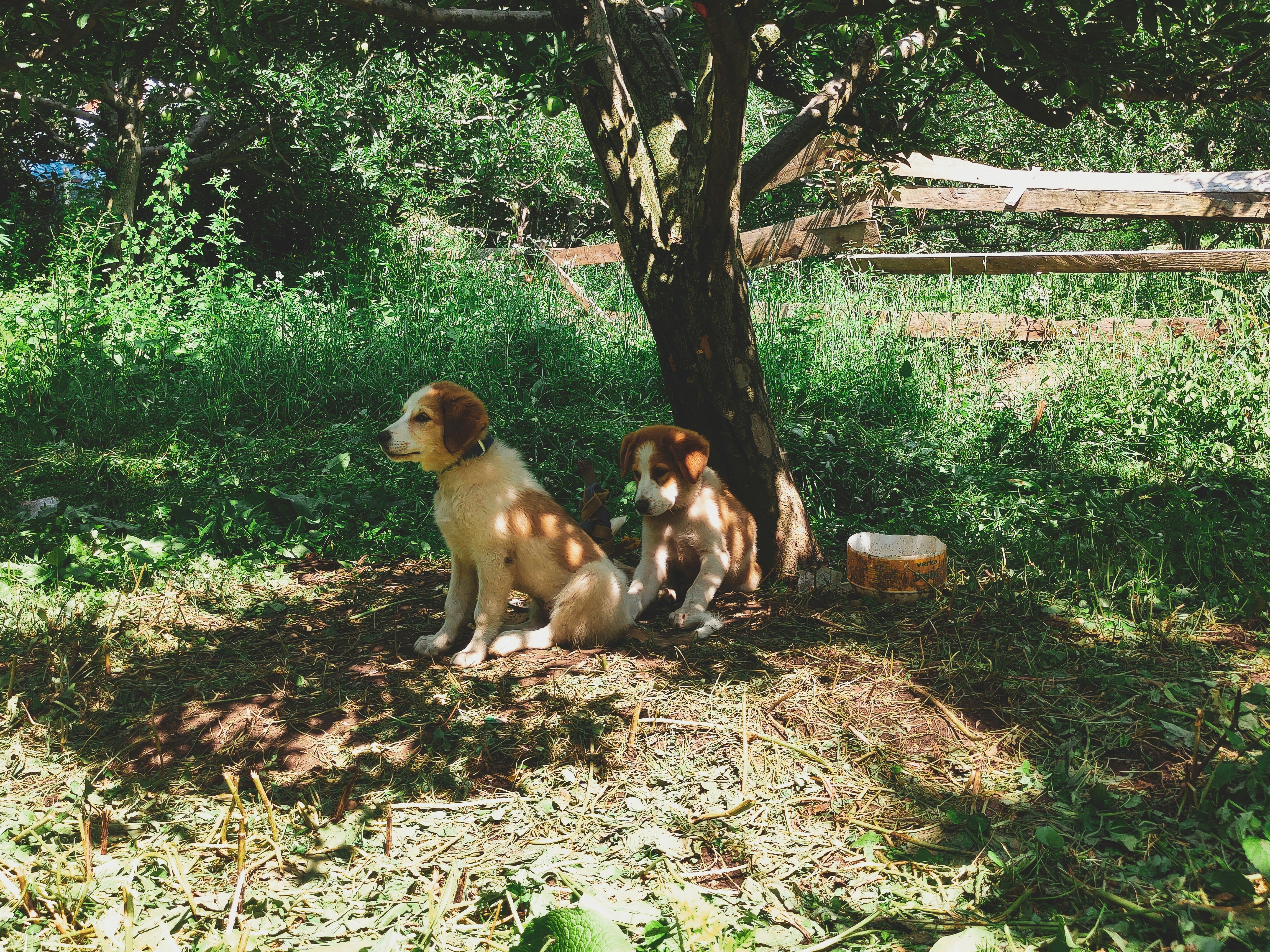 Hond die in de schaduw ligt met een kom water naast zich om zomerse hittestress bij huisdieren te voorkomen.