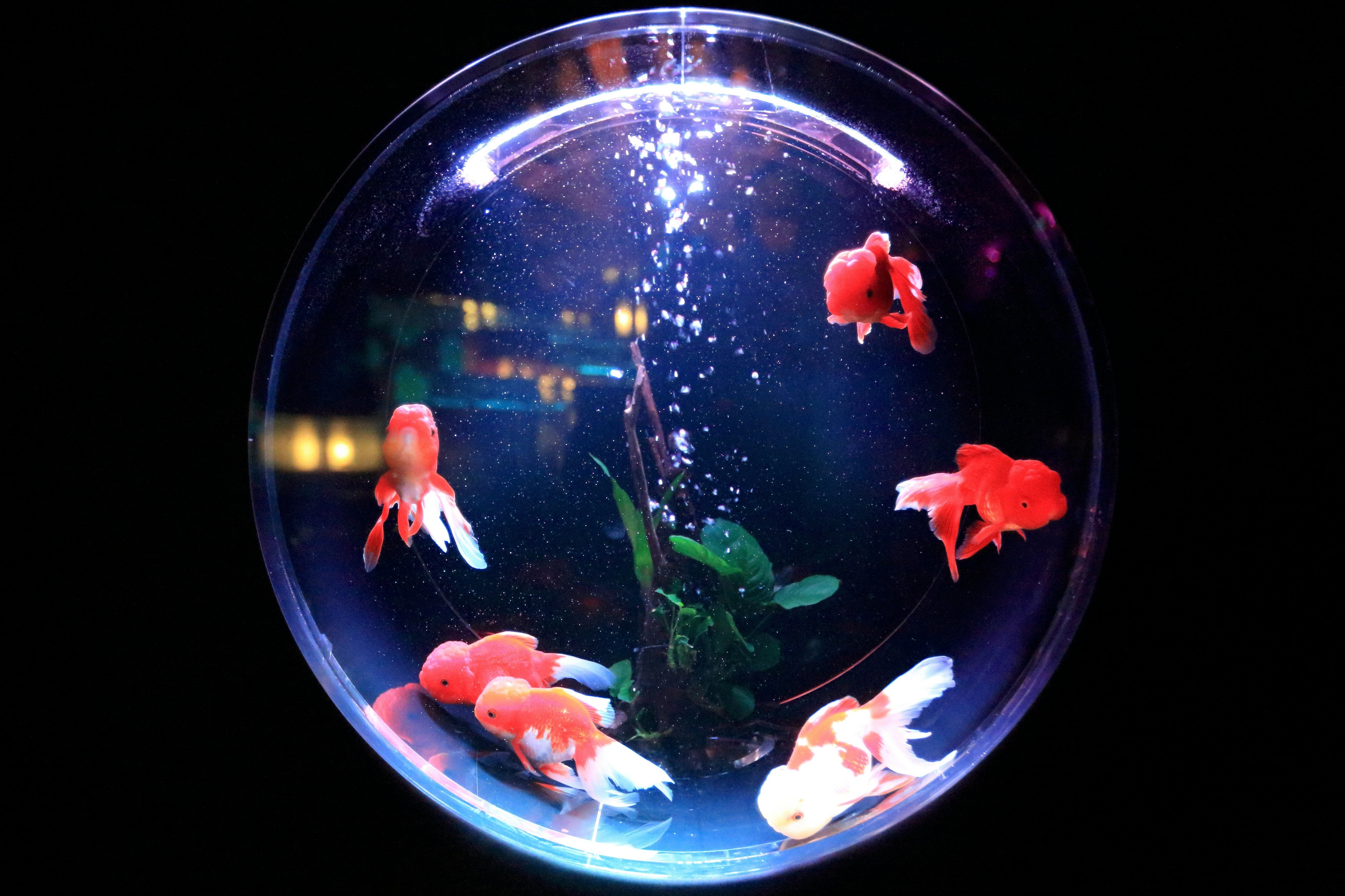 aquarium schoon en gezond houden