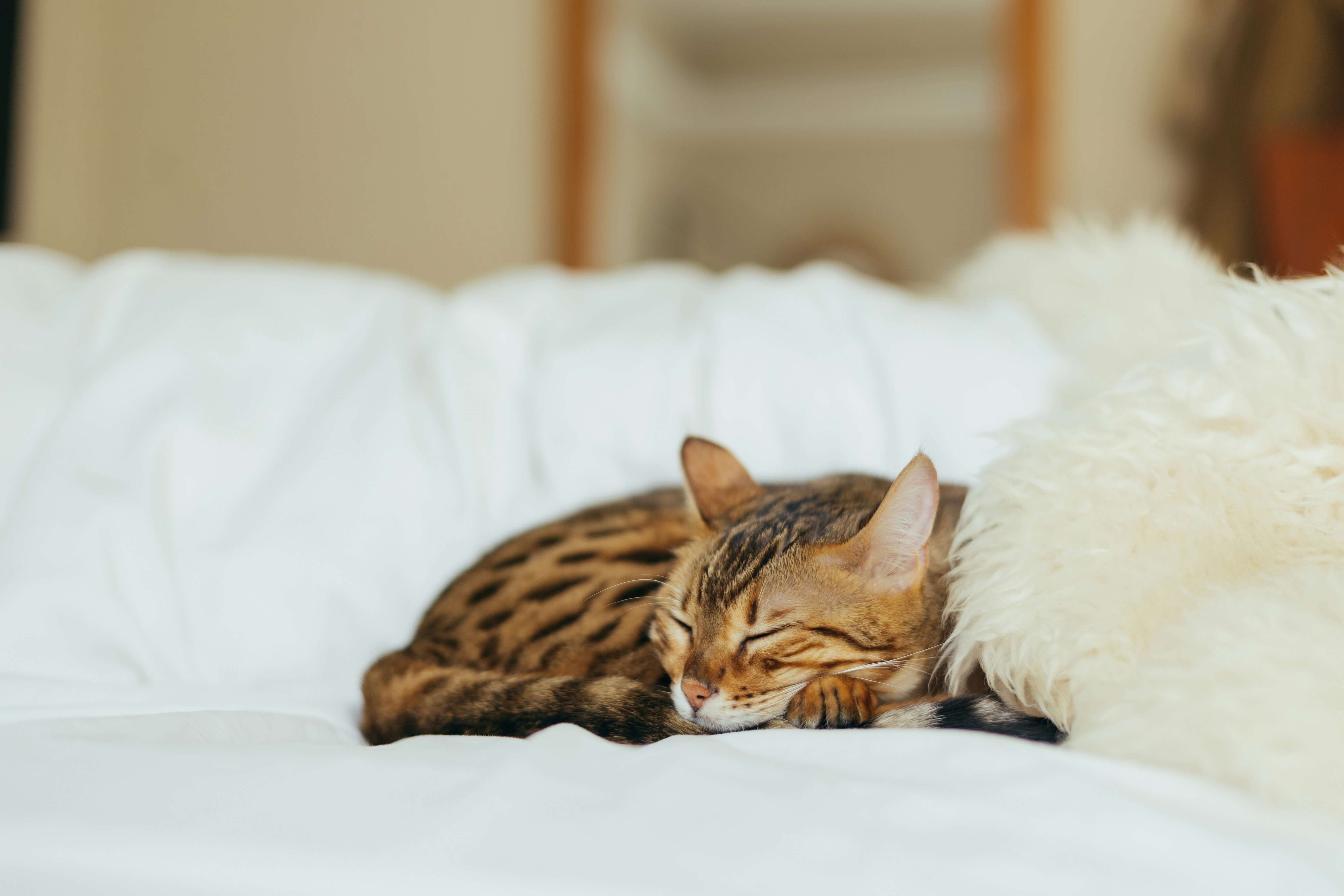 rauw voeren bij katten