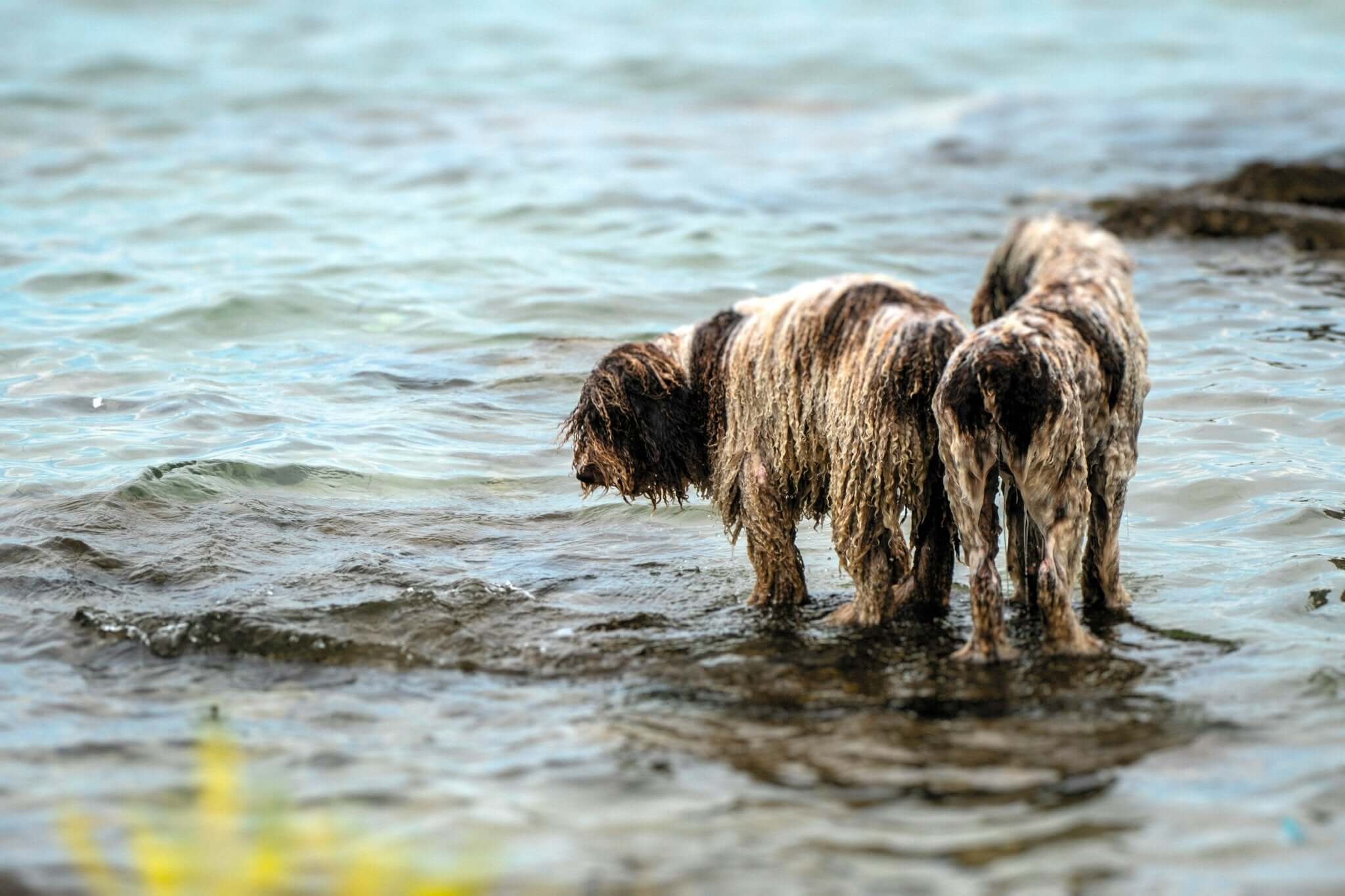 Effectieve Methoden voor het Verzorgen van Langharige Honden en Katten - Dierenspeeltuin