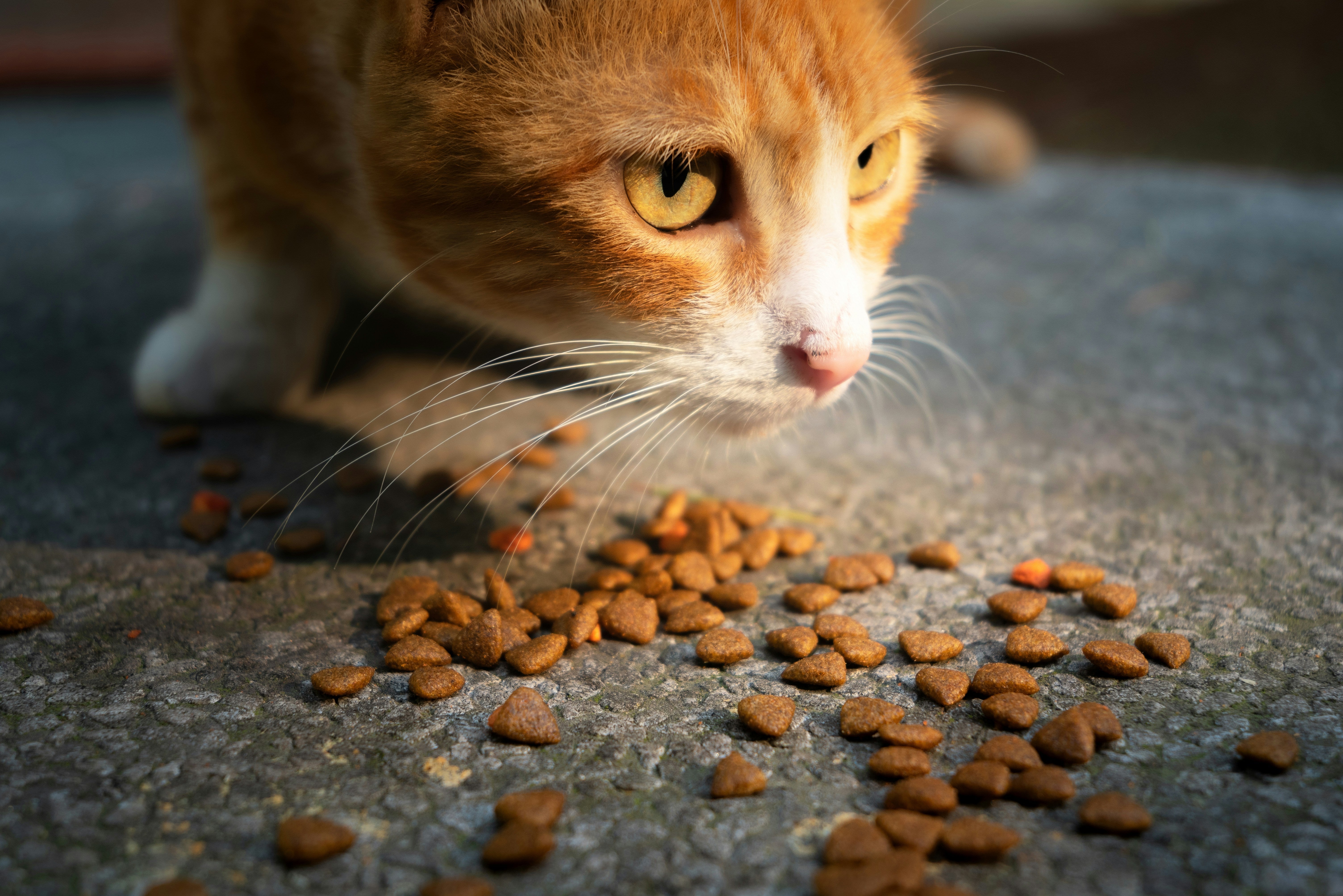 biologisch voer kleine huisdieren