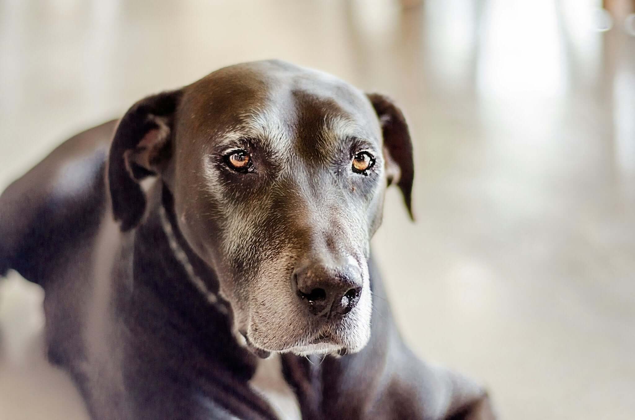 De Beste Oefeningen voor Senior Huisdieren. - Dierenspeeltuin