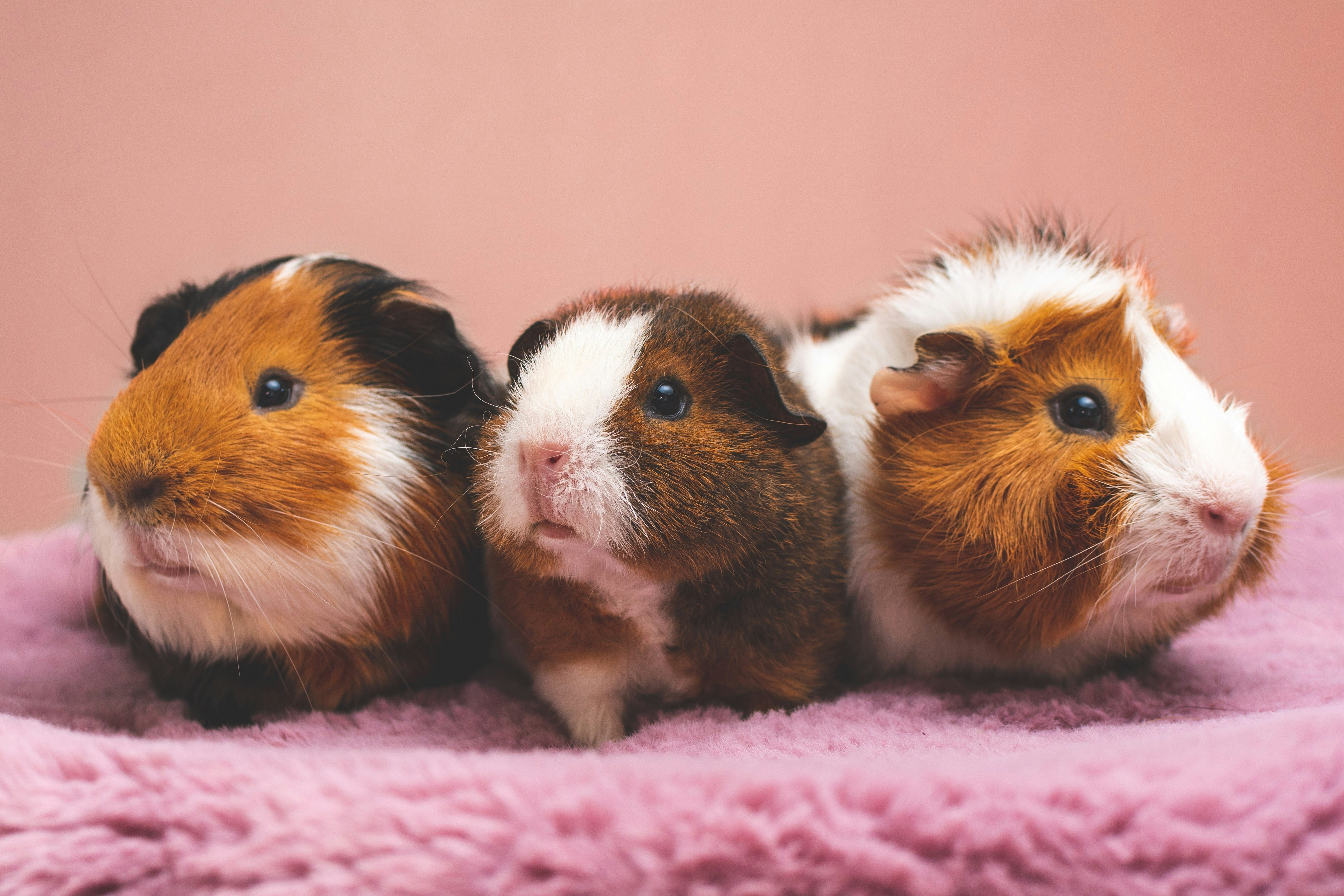 cavia’s verzorgen voor beginners
