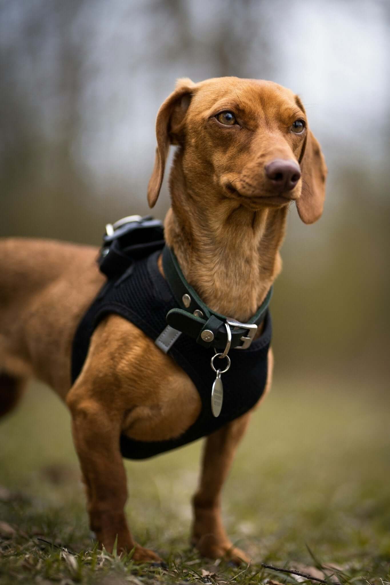 Hoe kies je de Juiste Hondenriem voor jouw Hond? - Dierenspeeltuin
