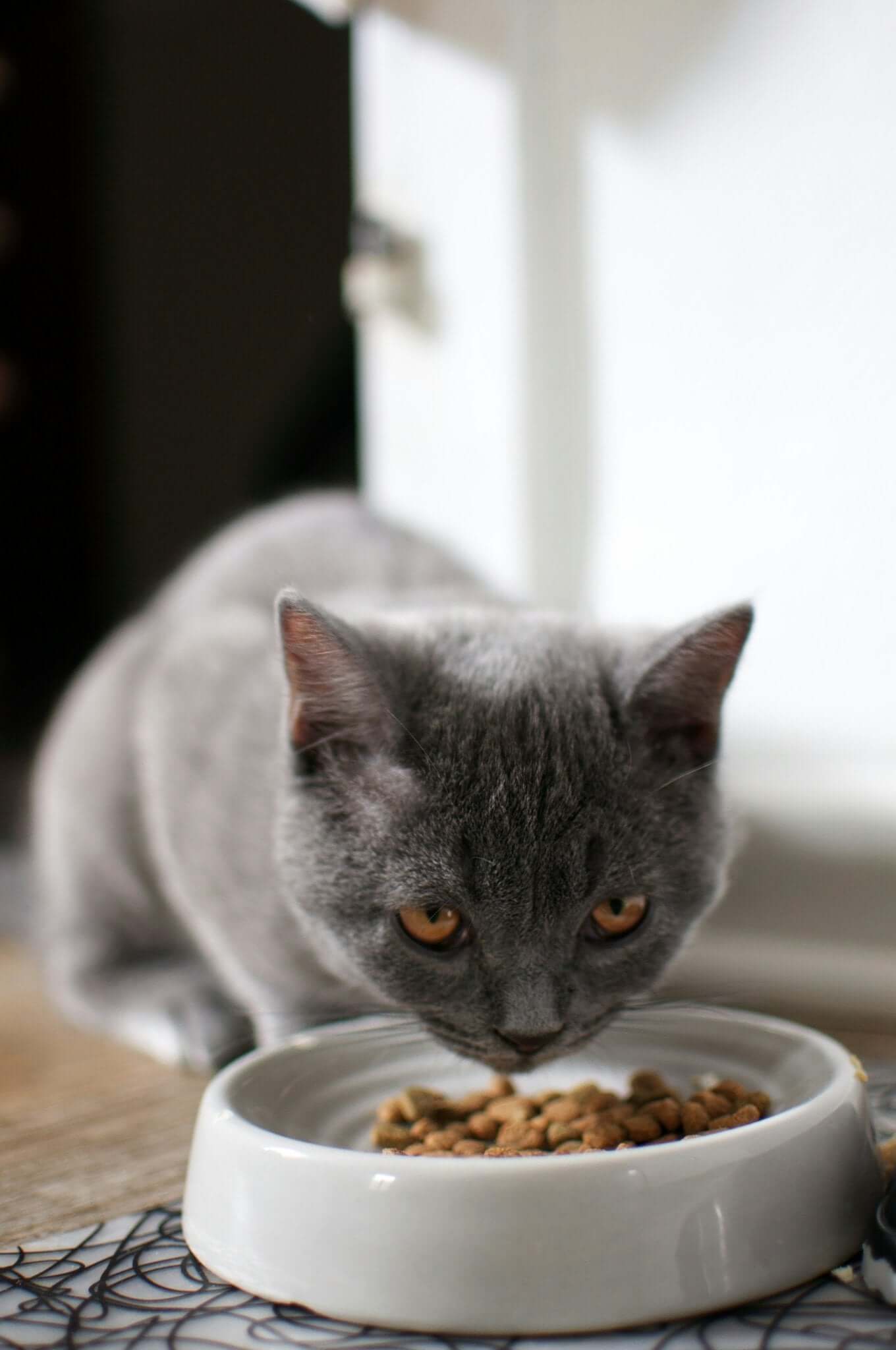 Alles wat je moet weten over Kattenvoeding - Dierenspeeltuin