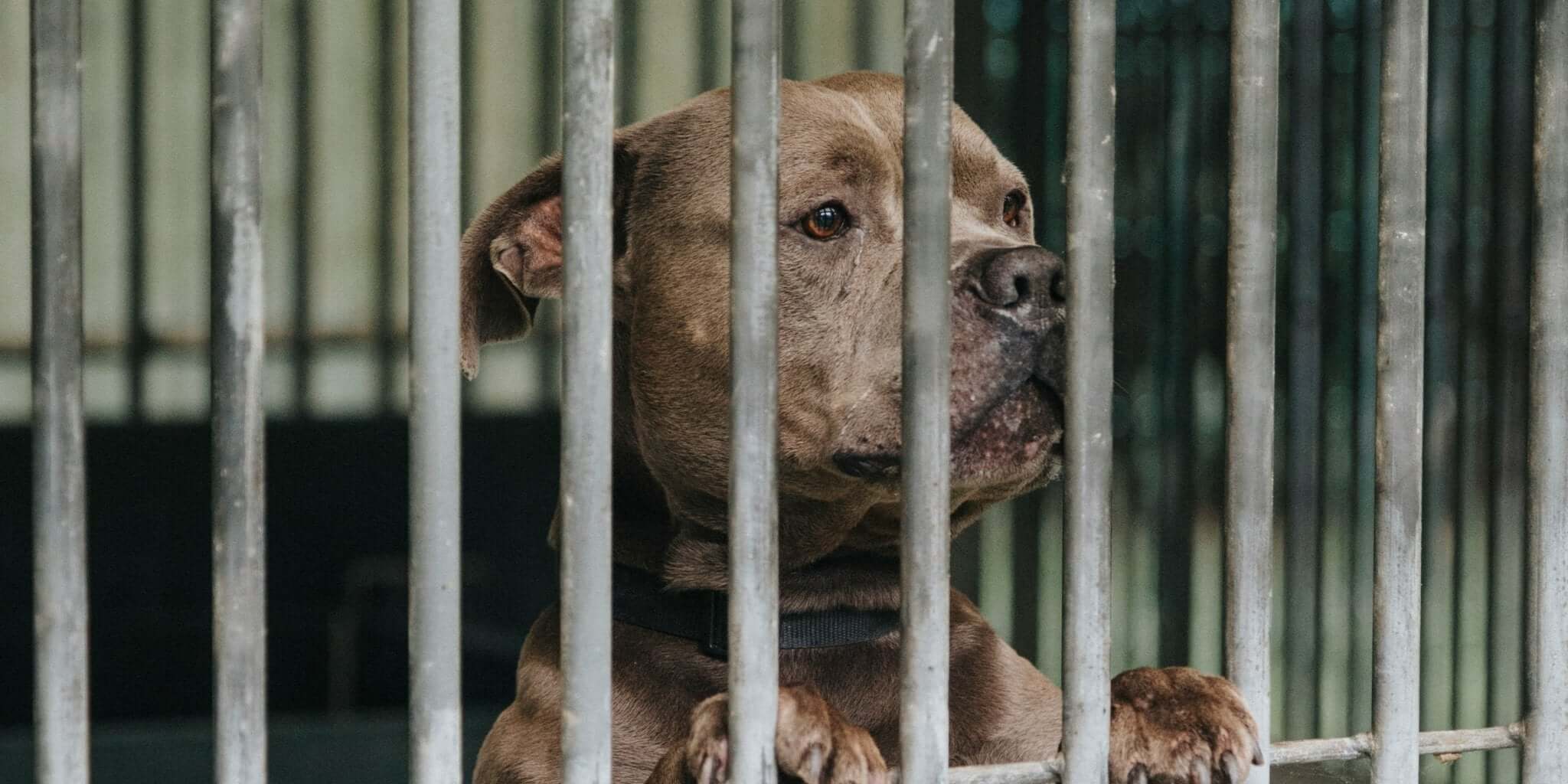 De Voordelen van Adoptie van Huisdieren uit een Asiel - Dierenspeeltuin