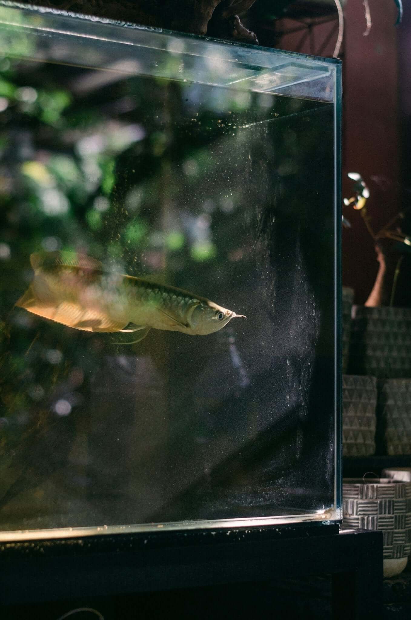 Visvoer 101: Alles wat je moet weten over het Voeren van Aquariumvissen - Dierenspeeltuin