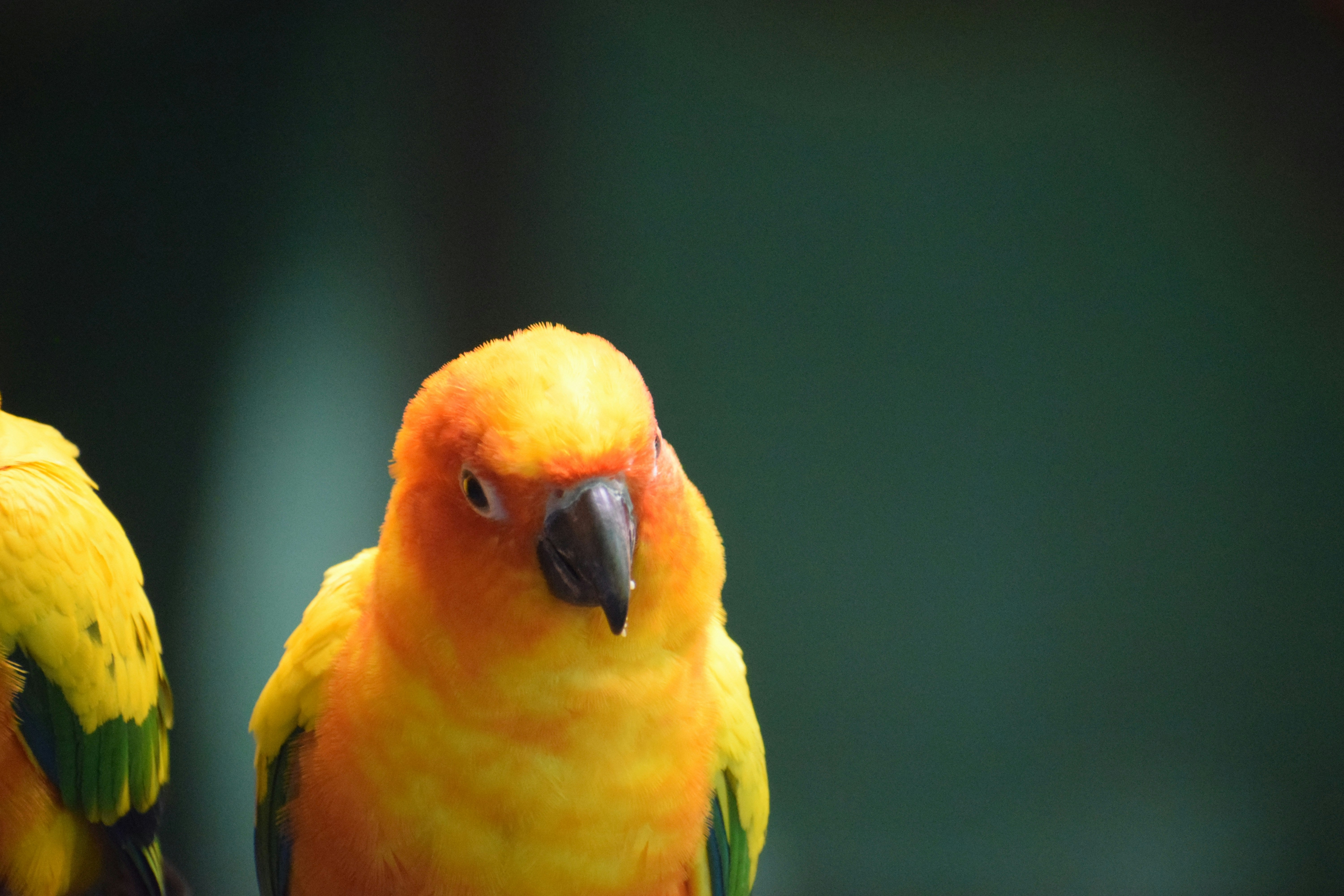 de basis van vogels