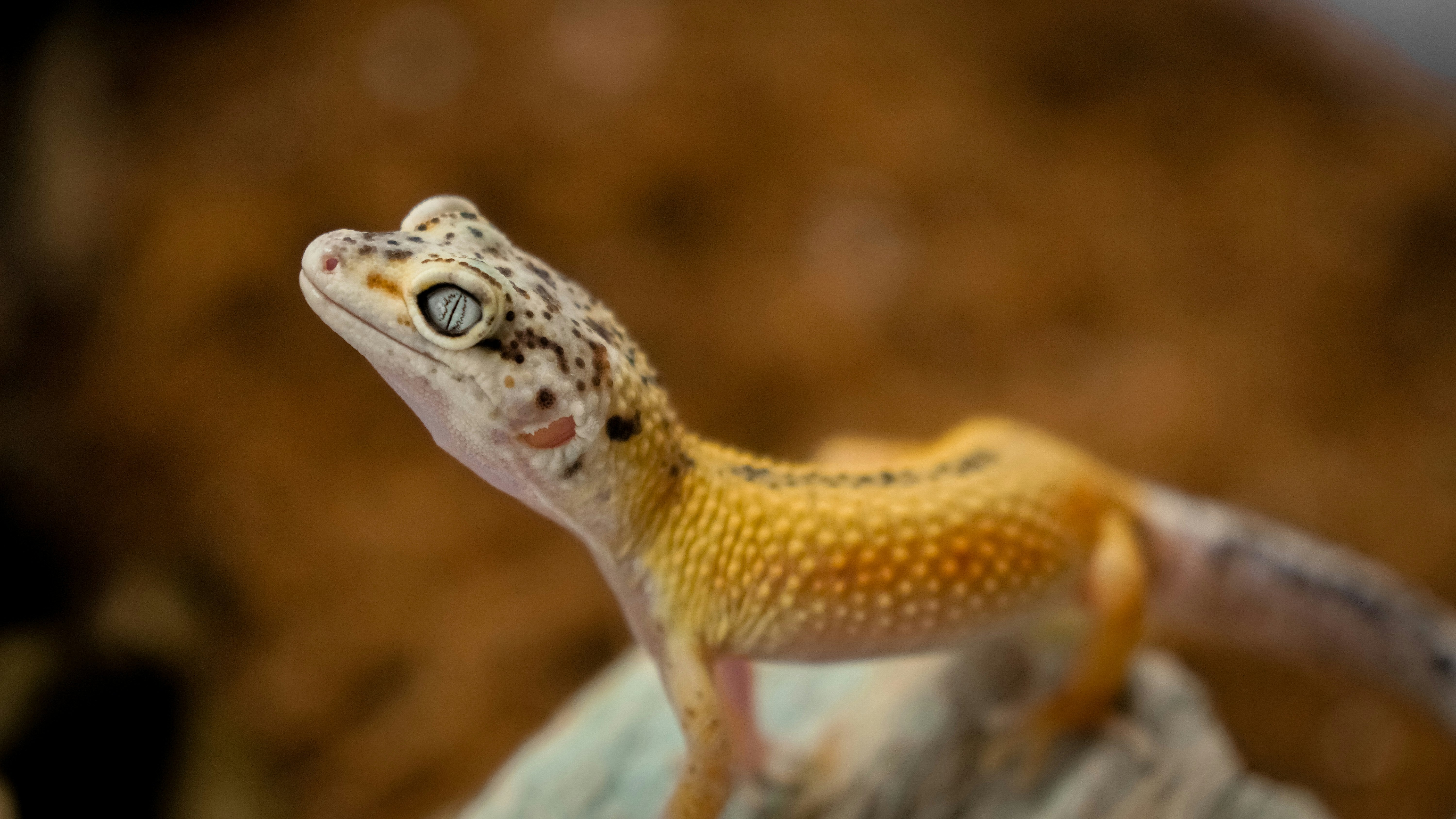 de verzorging van reptielen